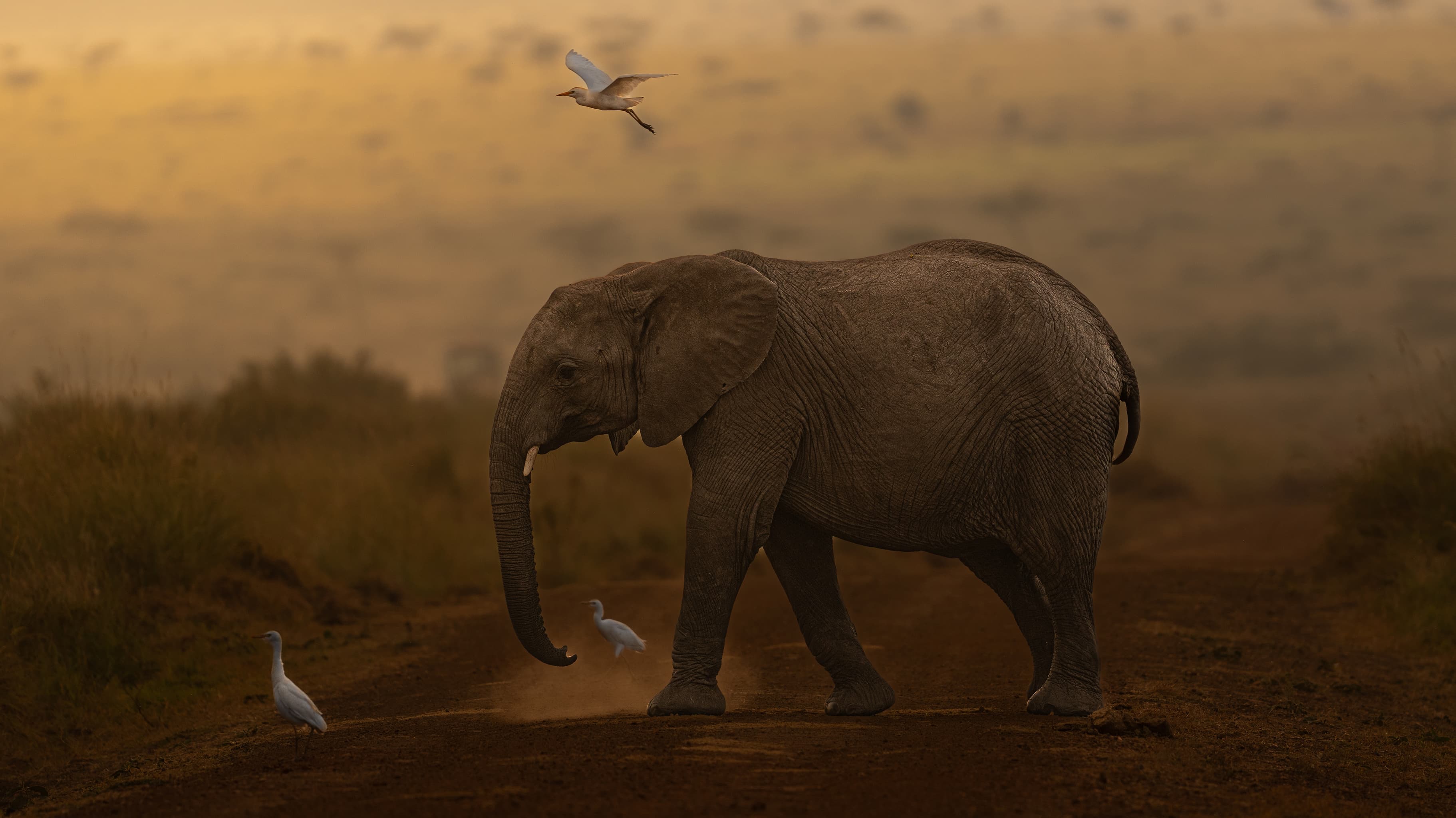 An elephant walking across open ground with several white birds nearby in warm light.