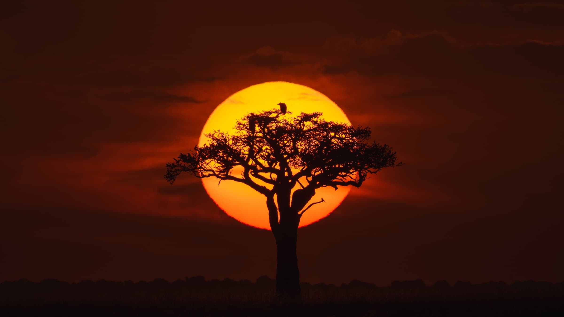 An acacia tree silhouetted against a vast setting sun, the full disc of the sun centred behind the tree canopy. A single bird perches near the top of the tree. The sky is deep red and orange. Maasai Mara, August 2026.