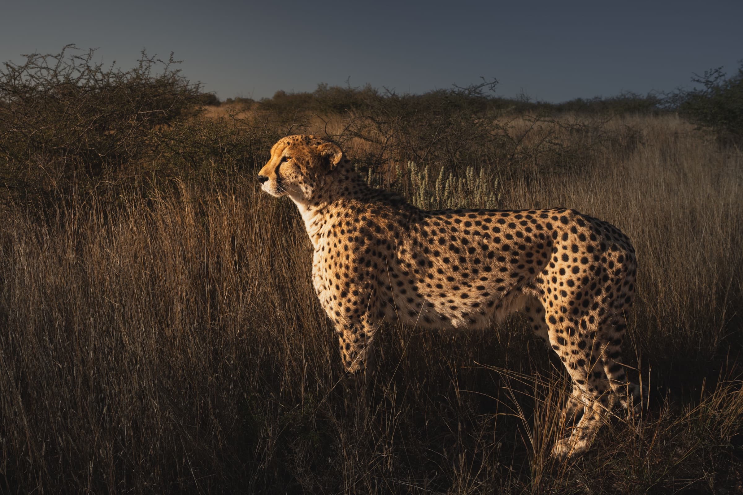 A cheetah standing tall in profile in deep golden grass, lit by a single shaft of warm light against a near-black sky. The animal is alert, facing left, the full body visible.