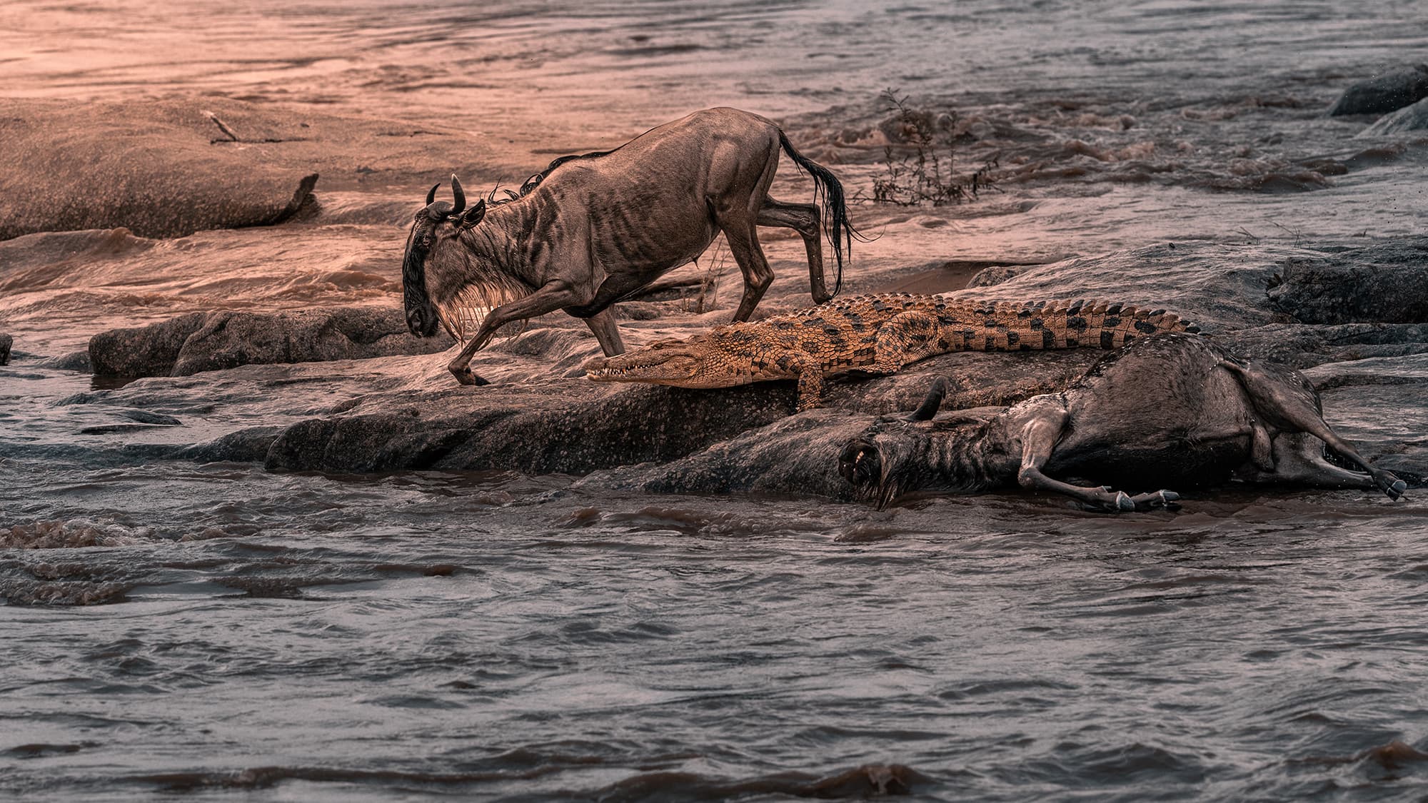 On a rocky shelf in the river at sunset, a crocodile rests beside a dead wildebeest in the shallow water while another wildebeest climbs across the rocks behind it.