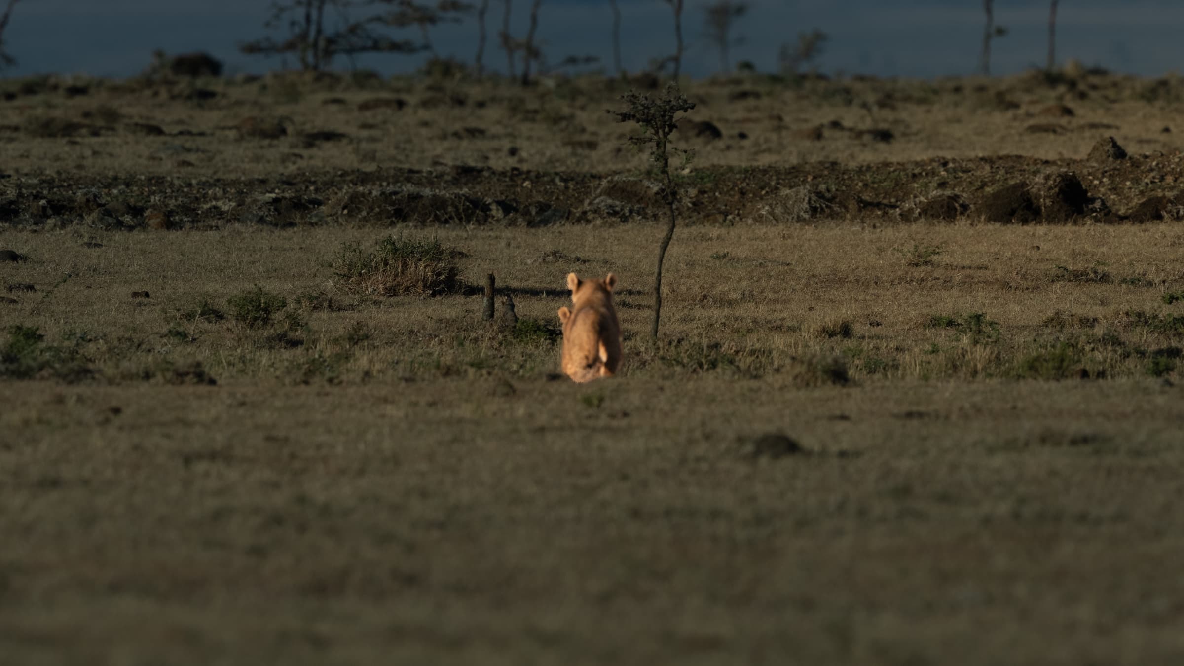A single small lion cub seen entirely from behind, its round golden-brown form a small figure at the centre of a vast, dry Mara plain. A lone young sapling stands to its right. The cub is walking away from the camera into the open landscape, toward a distant rocky horizon under a pale grey-blue sky.