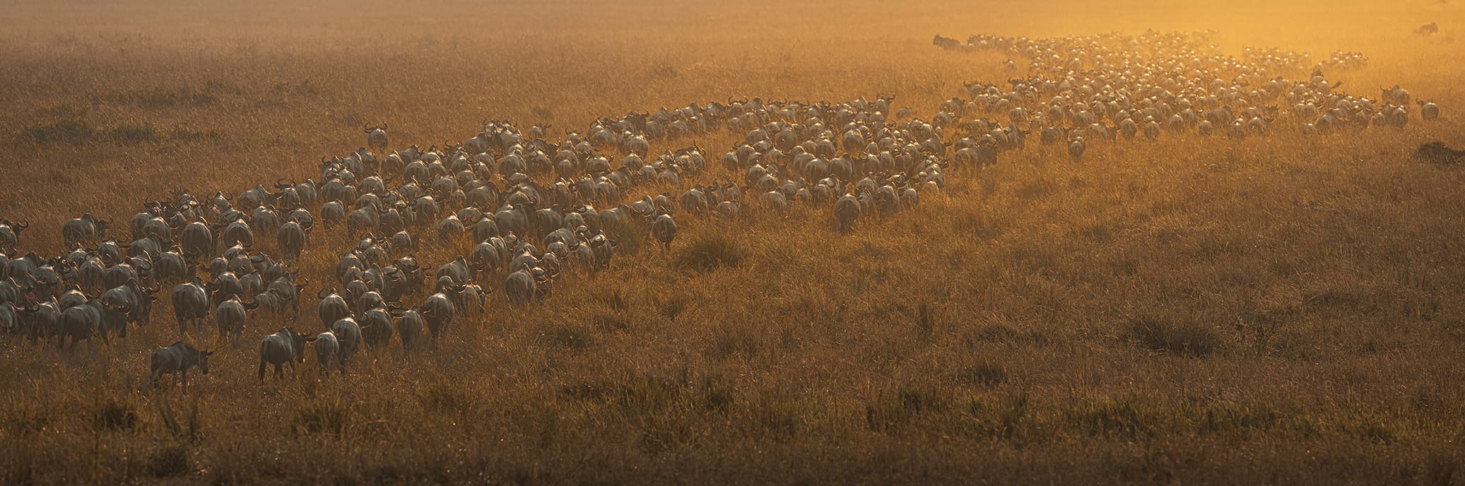 A large herd of wildebeest moving across grassland in golden backlight.