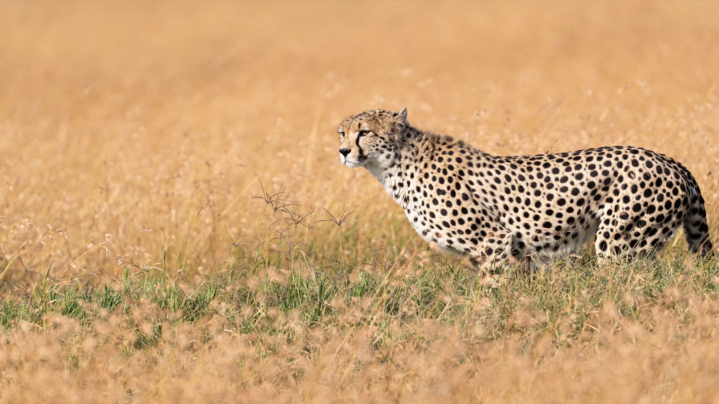 A cheetah standing in profile in golden grass, head held noticeably lower than its shoulders, body leaning slightly forward — alert, directed attention.