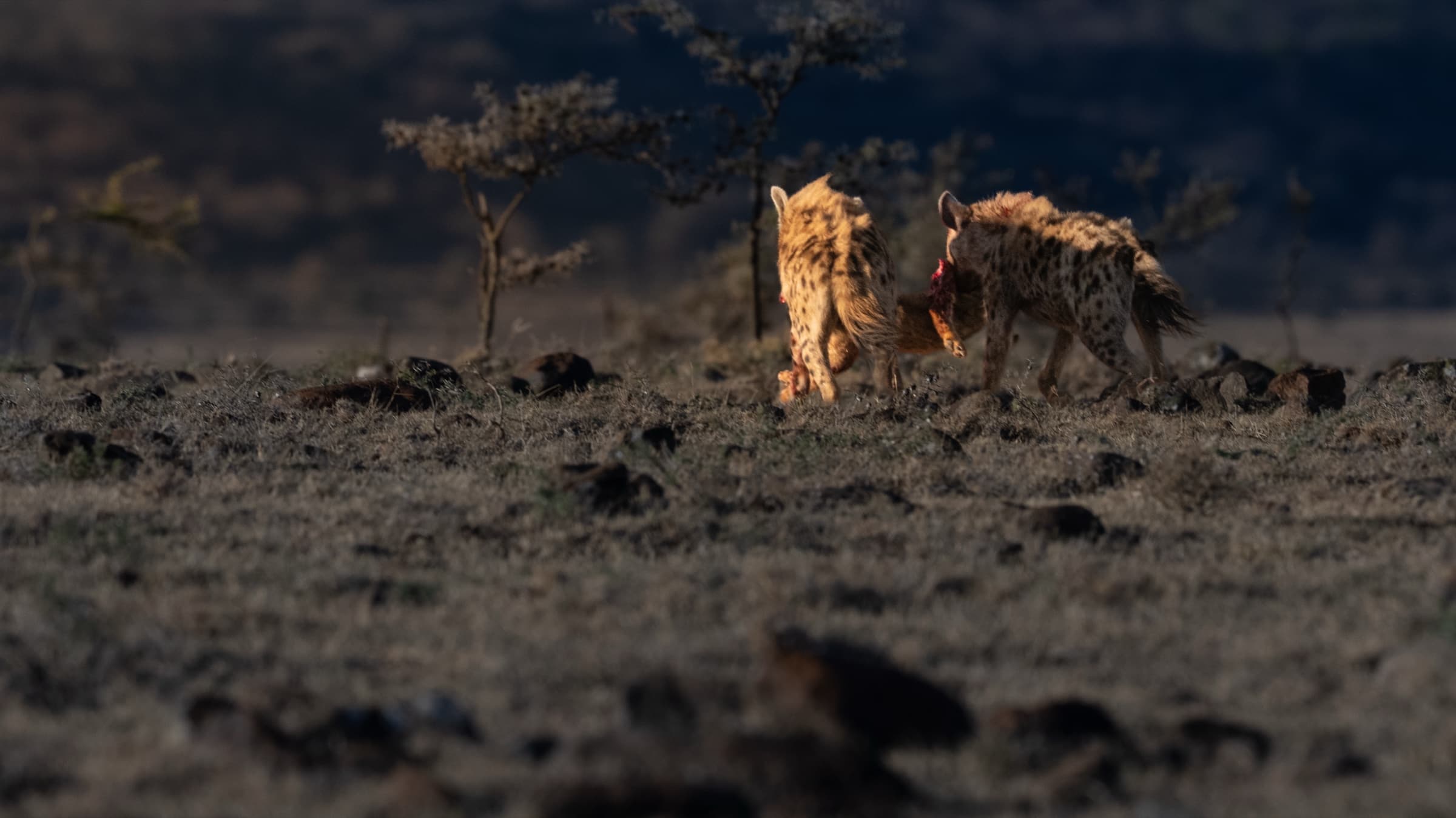 Two spotted hyenas photographed from behind, walking away across rocky terrain toward distant acacia trees in early morning light. One carries something in its mouth. The environment is wide and still.