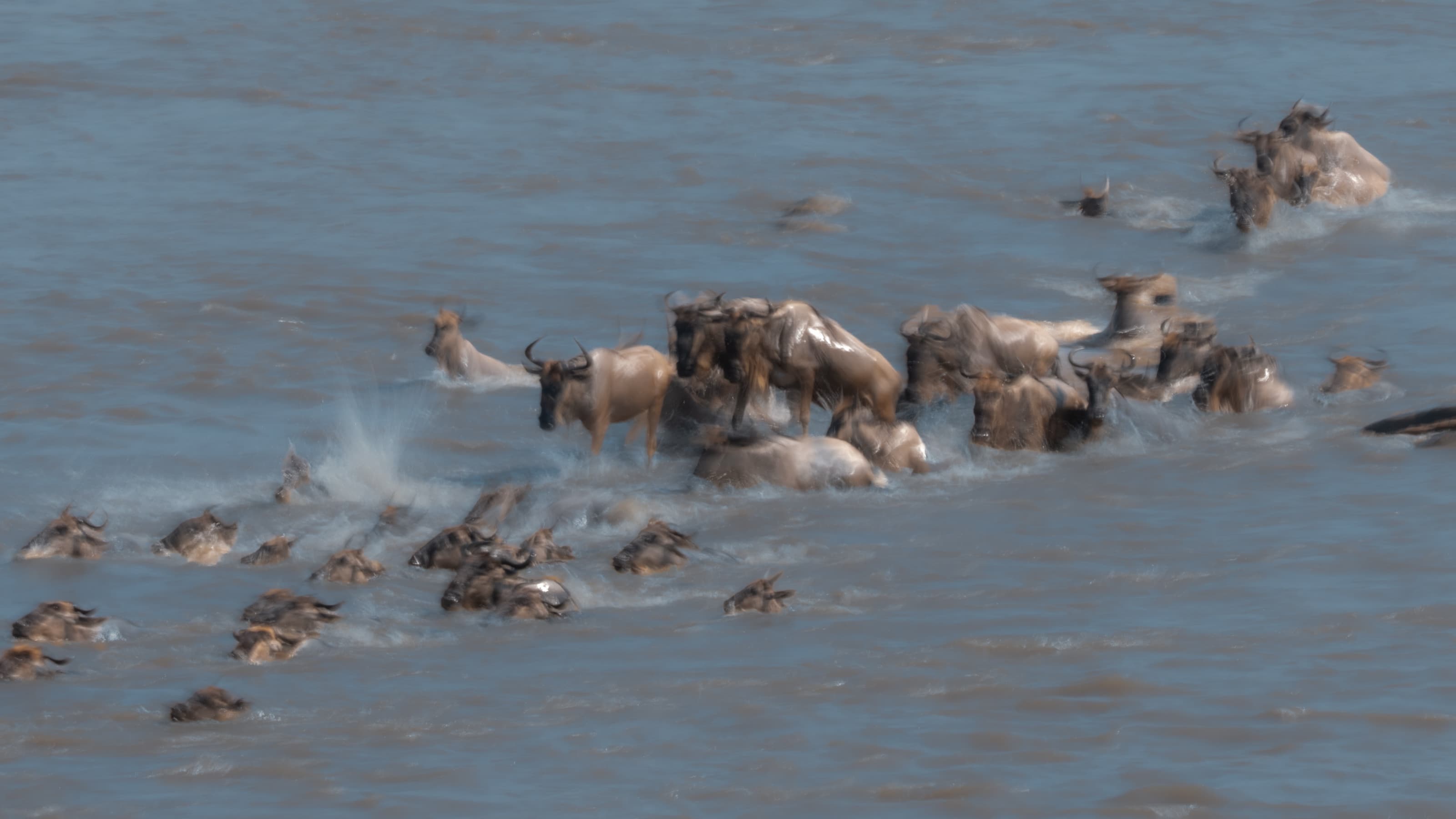 Wildebeest swimming across the river rendered as soft motion blur from a slow shutter speed, a few heads held sharp while the rest streak into movement.