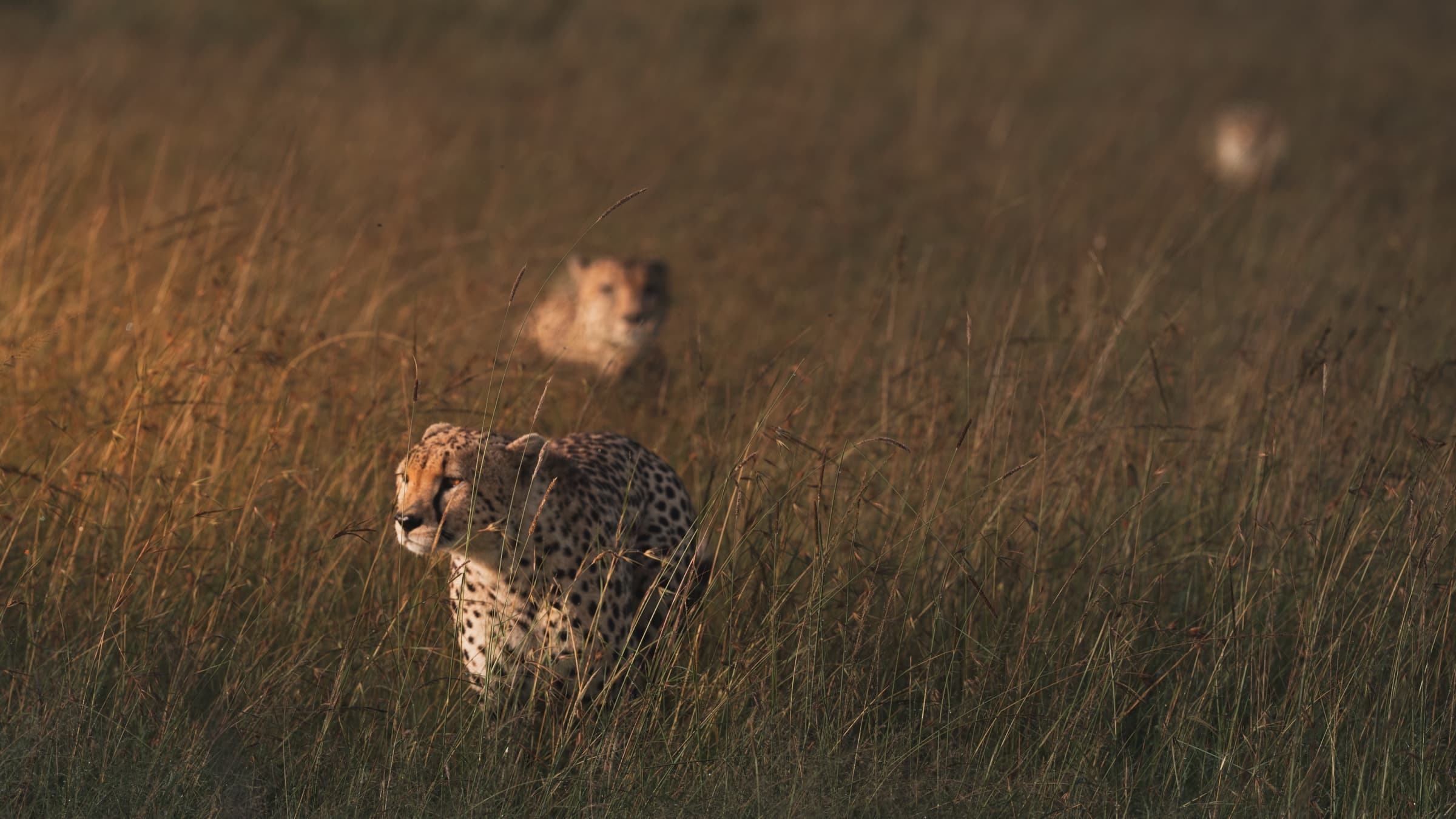 Two cheetahs moving low and purposefully through tall amber grass in warm evening light. The foreground animal is sharp; the second moves behind it, both facing the same direction.