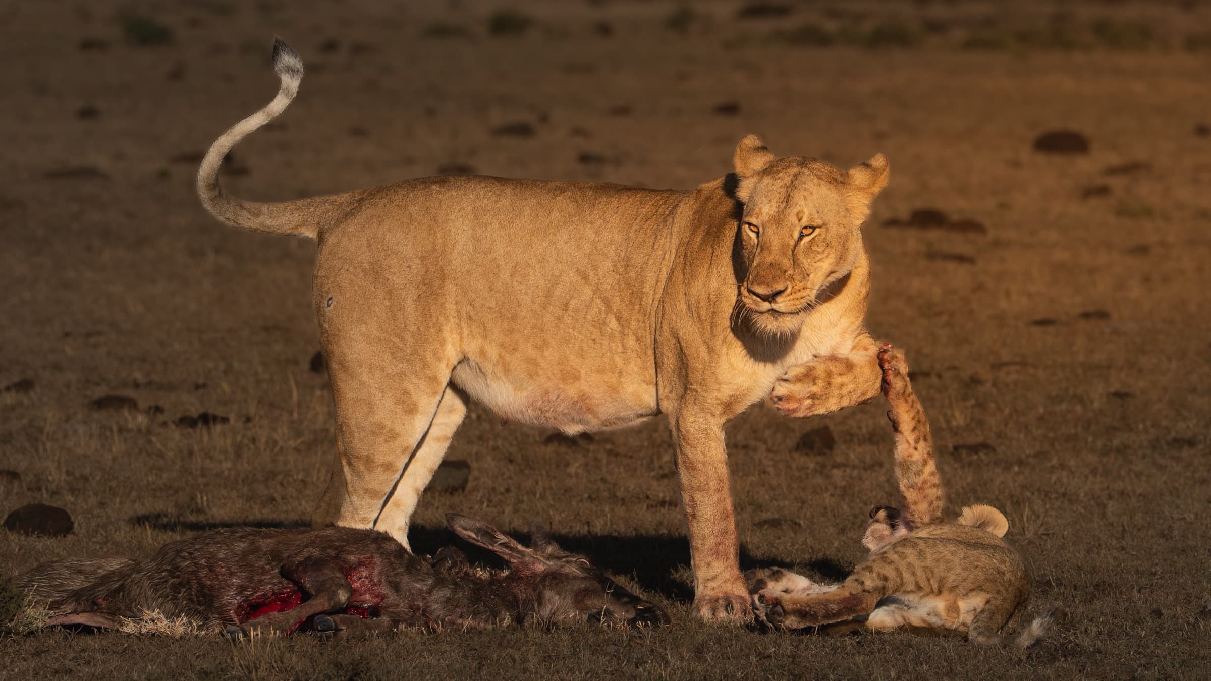 A lioness stands in left profile in warm amber morning light beside the dark form of a wildebeest carcass at the lower left edge of the frame. Her posture is still. Her attention is directed forward and away.