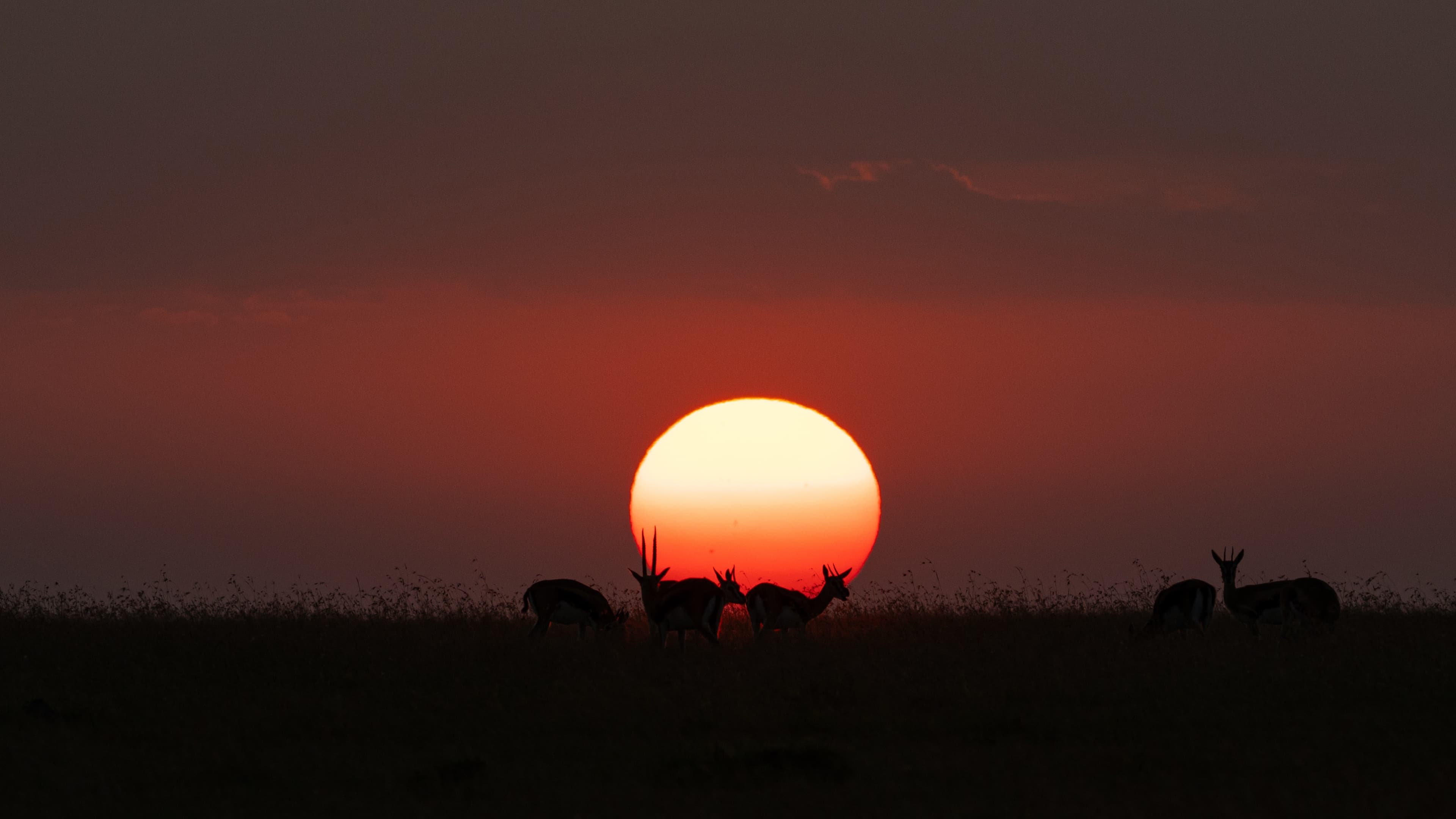 Several antelope silhouetted against a large setting sun.