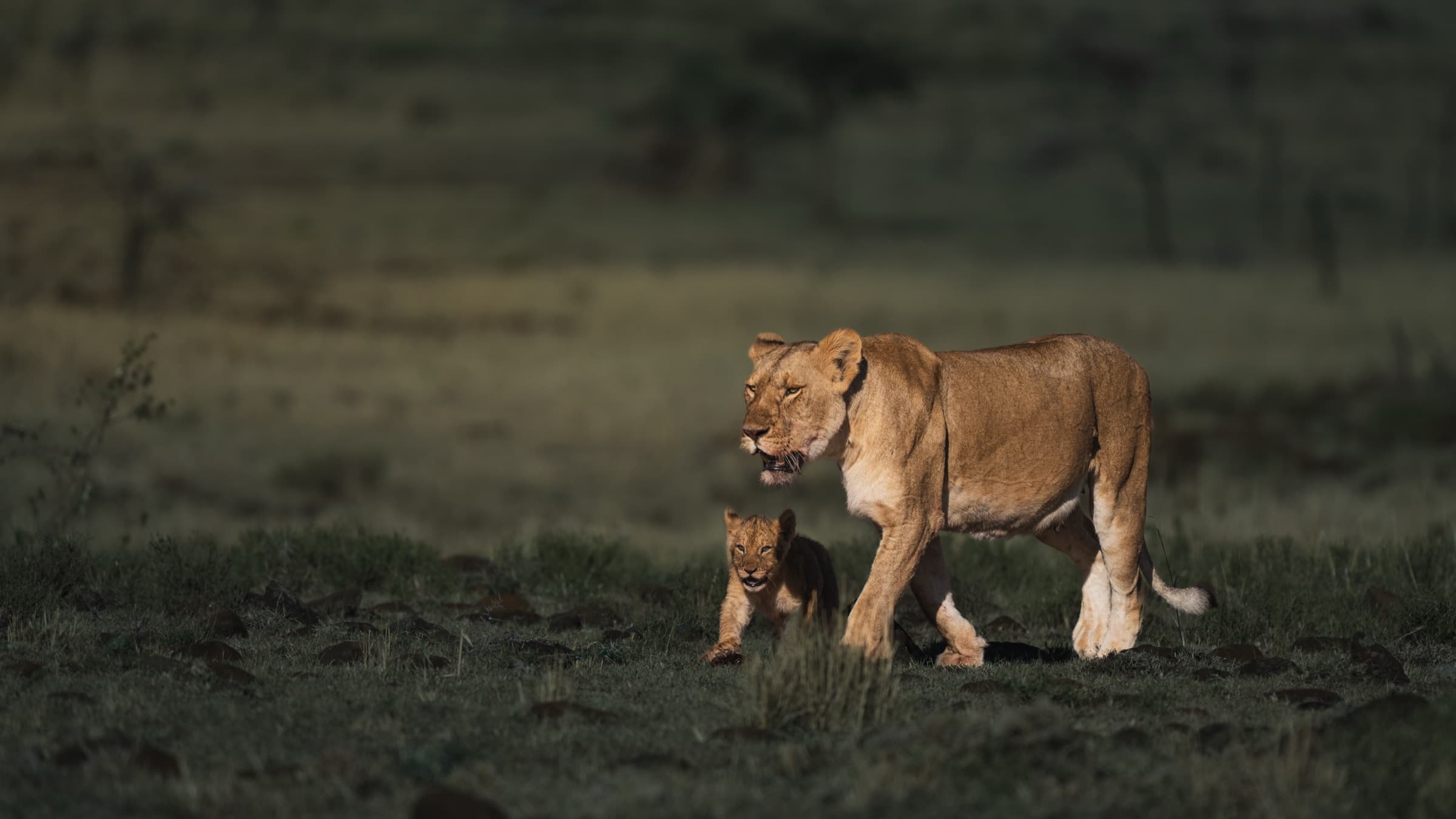 A lioness walks left in profile in cooler, more diffuse morning light, a single small cub following close behind her. The warmth of the early-morning golden hour has gone.