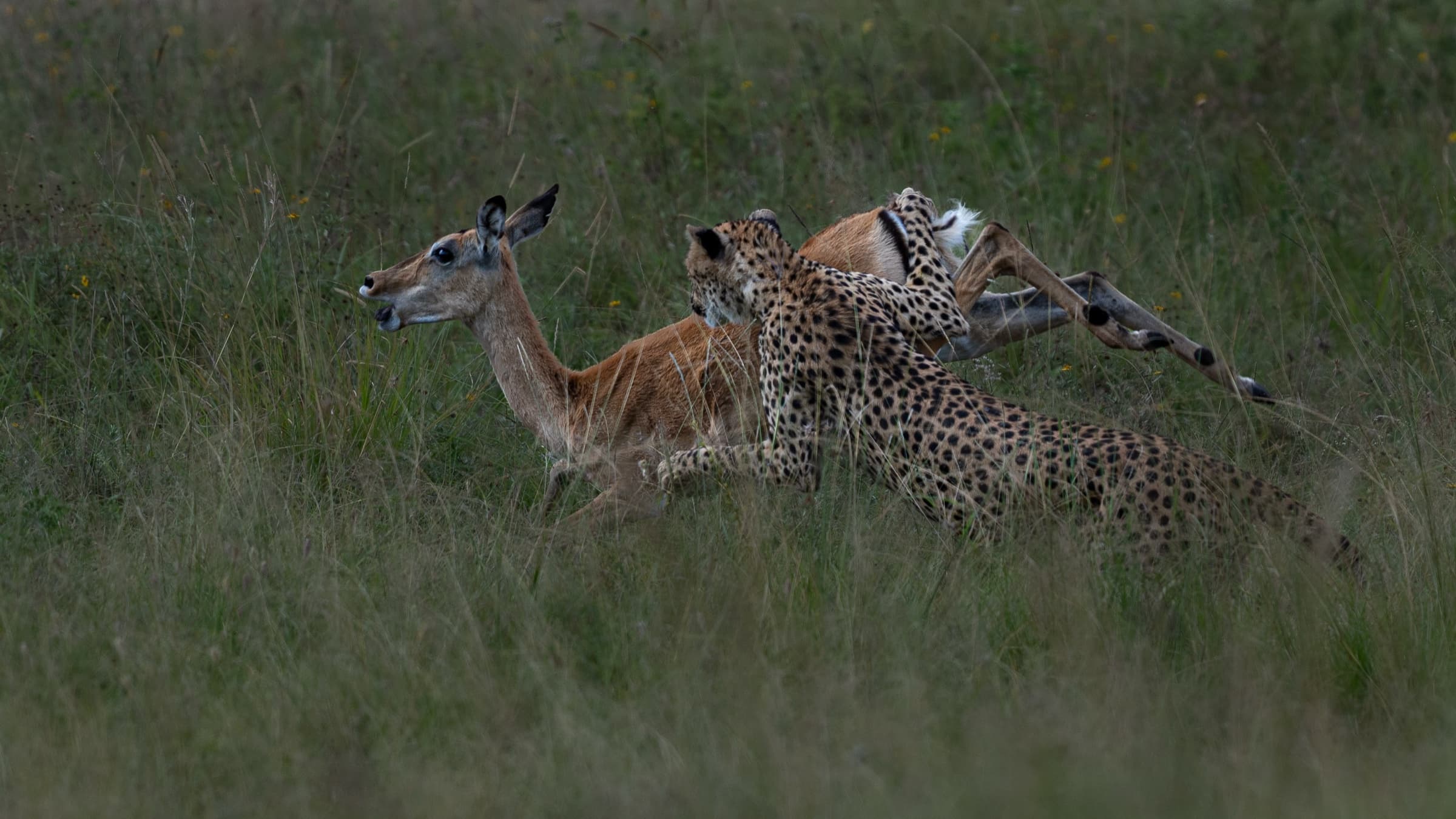 A cheetah making contact with an impala in tall green grass, mid-distance, both animals in motion. The scene is recorded with a wide field of view in overcast light.