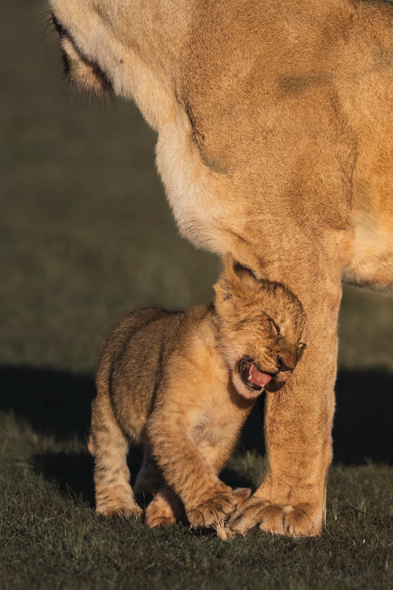 A small lion cub in close portrait, pressing its face and body against the leg of its mother, mouth open, calling out. Warm amber morning light falls across the cub's fur. The adult lioness's body fills the upper portion of the frame.