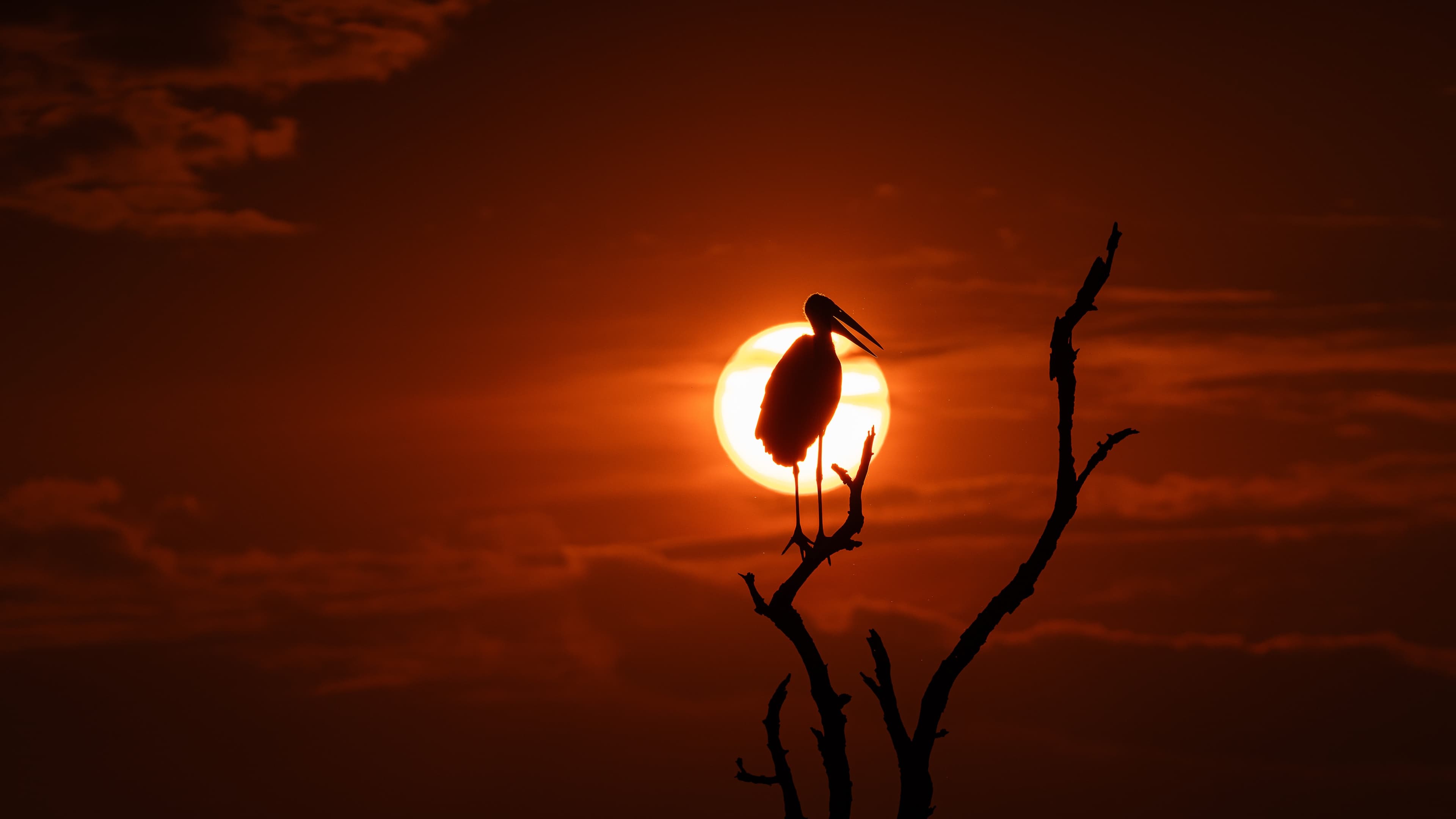 A stork perched on a bare branch in front of a large orange setting sun.