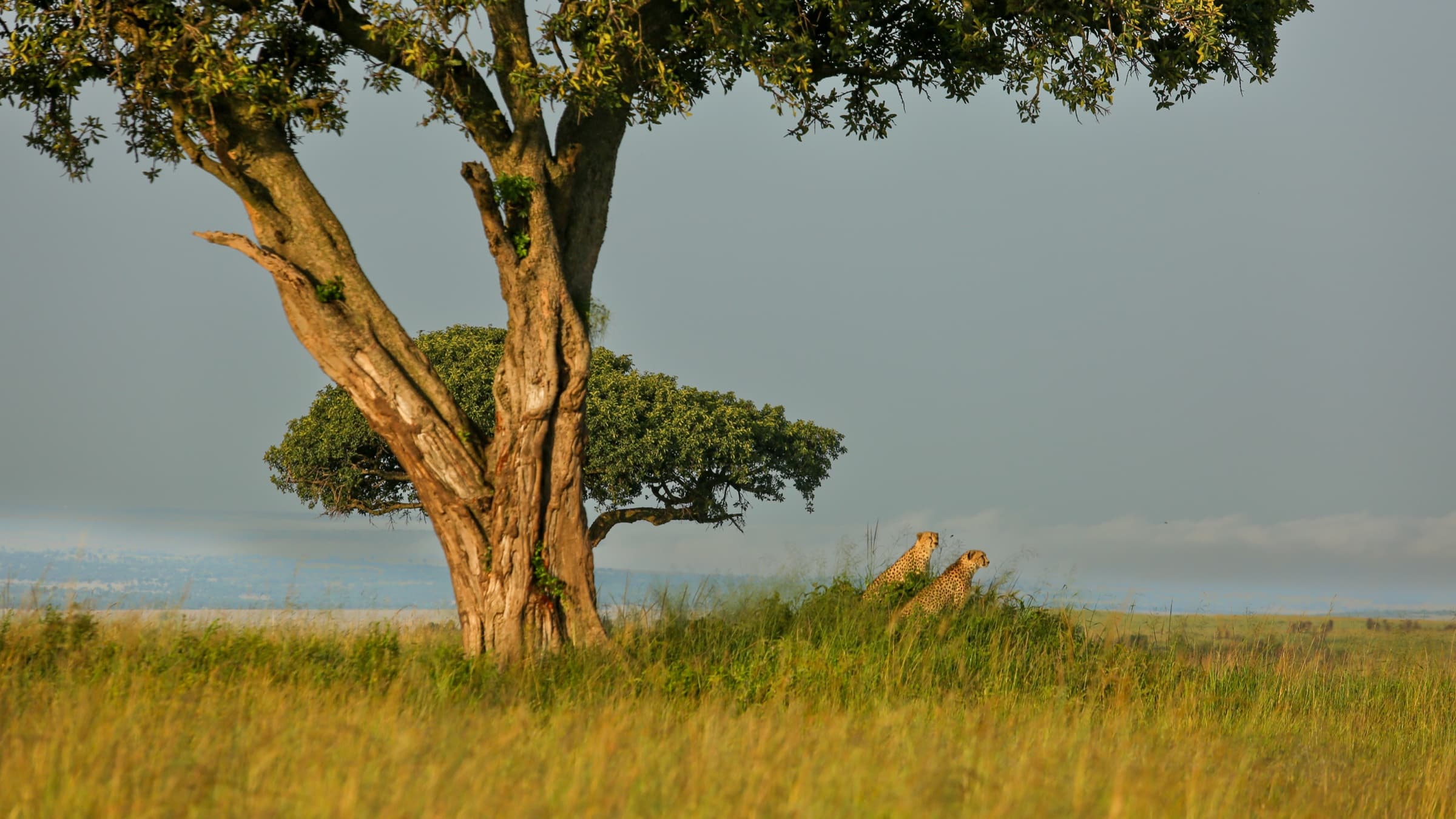 Two cheetahs resting quietly beside a large Mara acacia tree, the golden-green plain stretching away behind them under a dramatic grey sky.