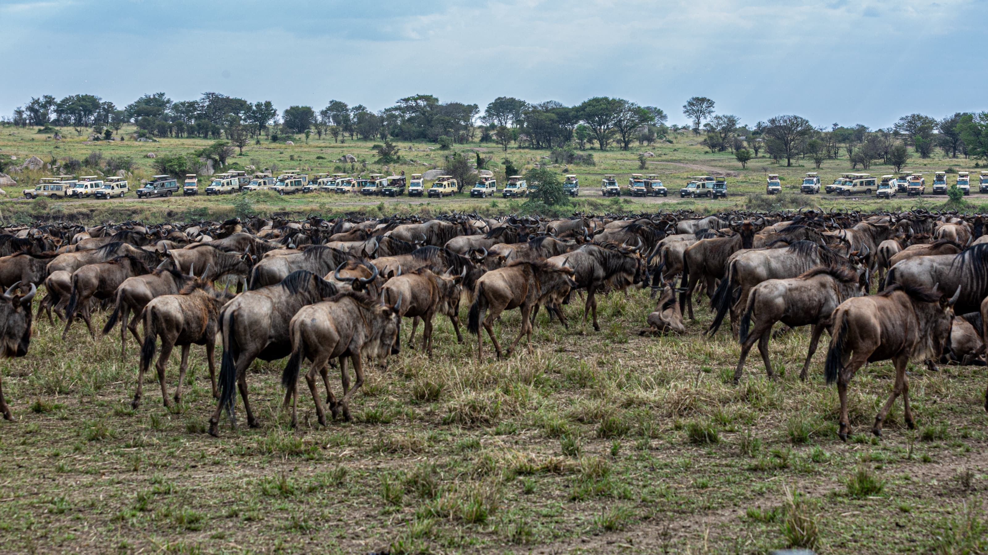 A dense wildebeest herd on trampled grassland under a flat grey sky, with a long line of parked safari vehicles along a track behind them.