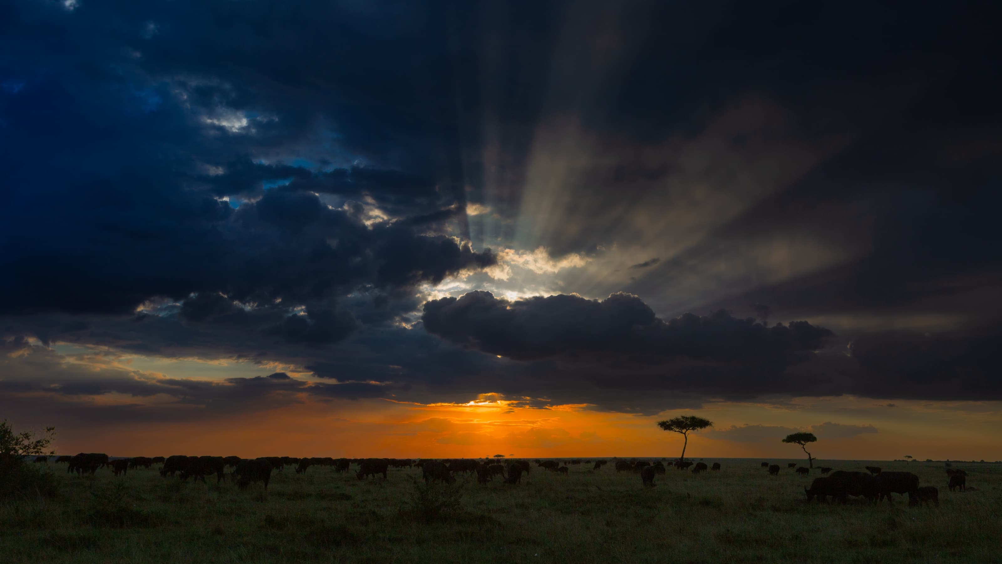 A scattered herd of dark-bodied animals grazing on a green plain in silhouette, two lone acacia trees, and a large cloud bank with shafts of light breaking through at sunset.