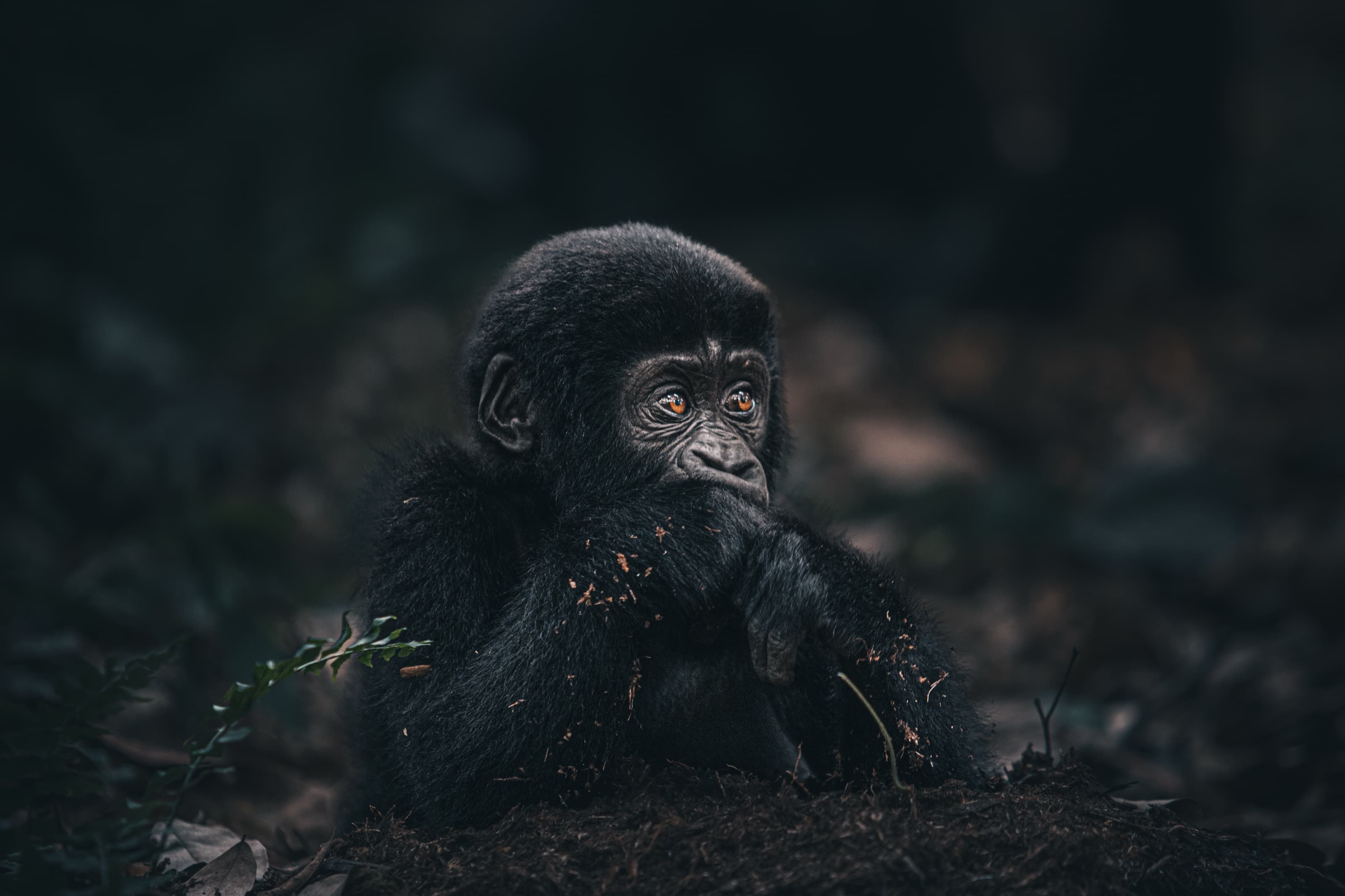 A juvenile gorilla sitting on leaf litter in dark rainforest, one hand near its face, looking up and to the side, forest debris caught in its fur.