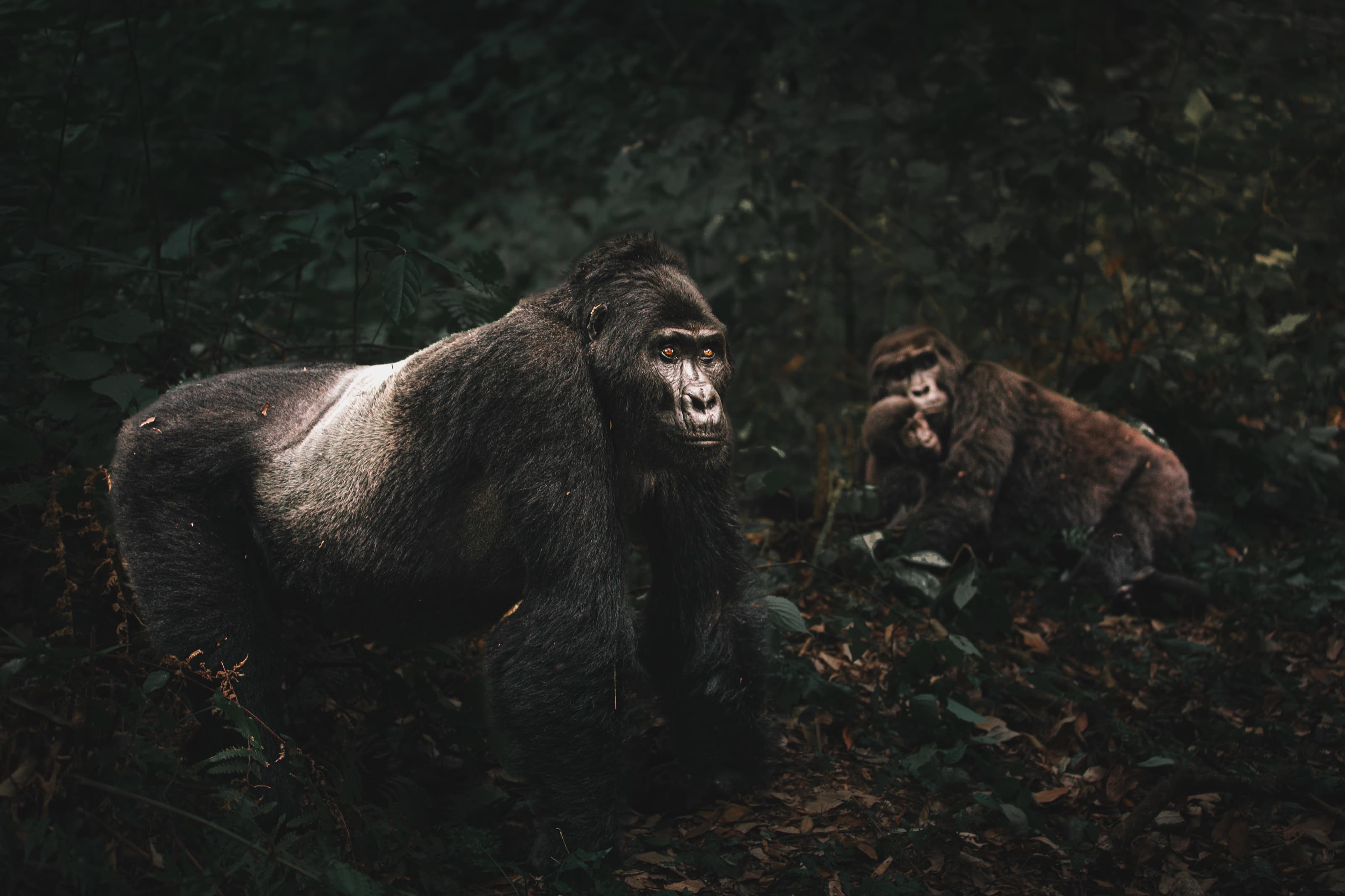 A silverback gorilla standing side-on in dense dark rainforest, head turned to the camera, a second gorilla seated in the background holding vegetation.