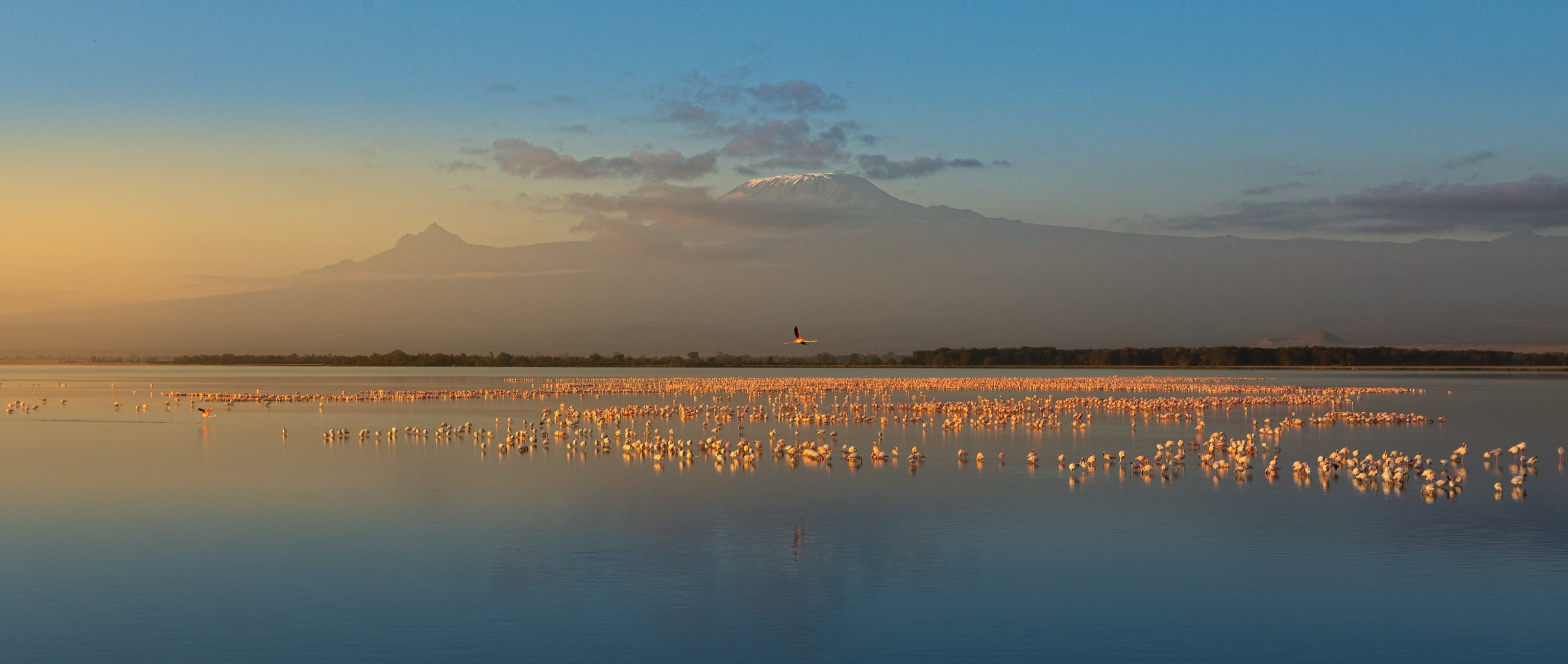 A wide dawn view of Mount Kilimanjaro's snow-capped massif across a still lake, with a large raft of flamingos and other waterbirds feeding in the shallows and one flamingo in flight.