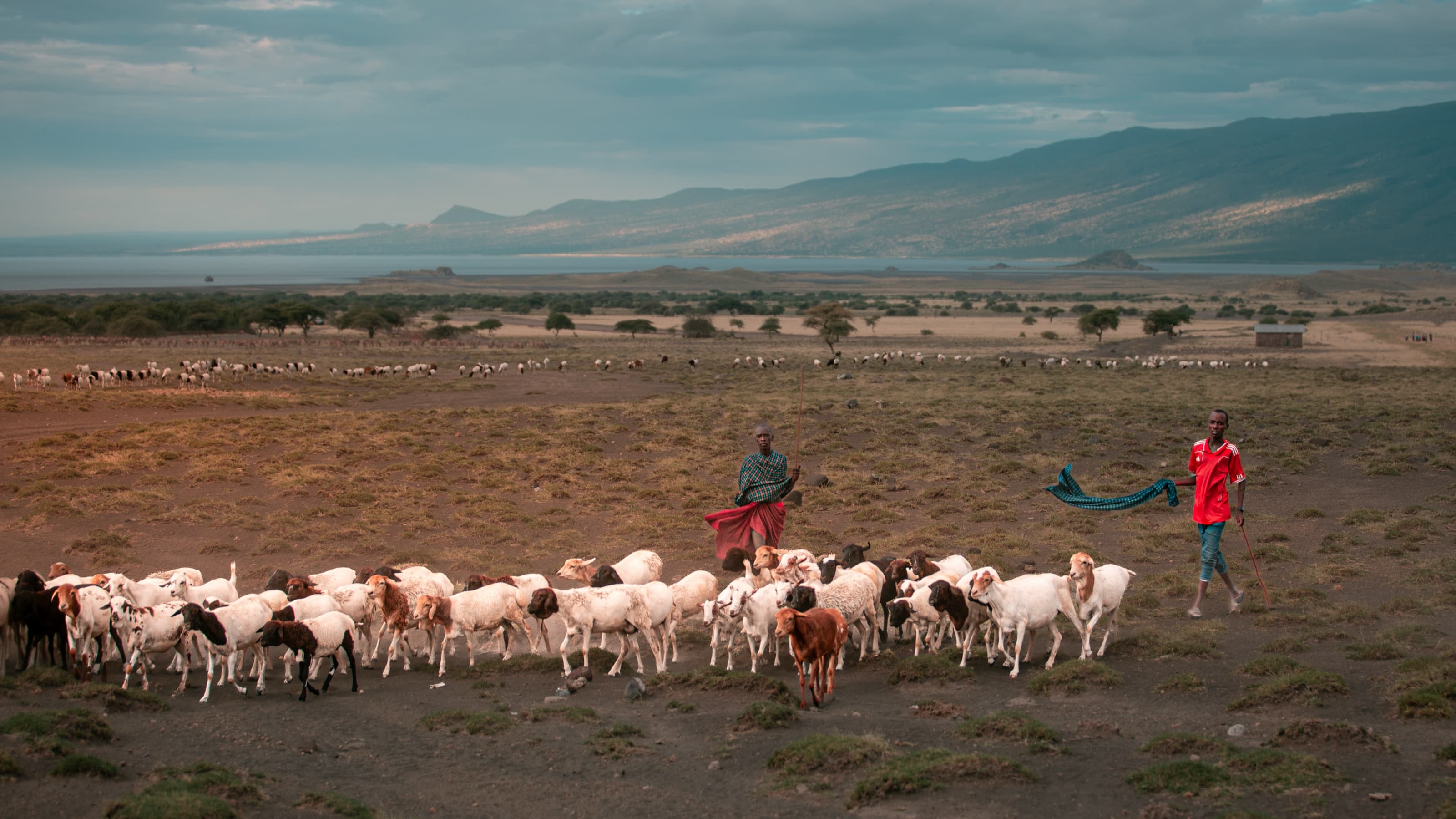 Two people driving a strung-out flock of sheep and goats along a dark earth track across dry rangeland, a large lake and mountains behind, more livestock scattered on the plain.