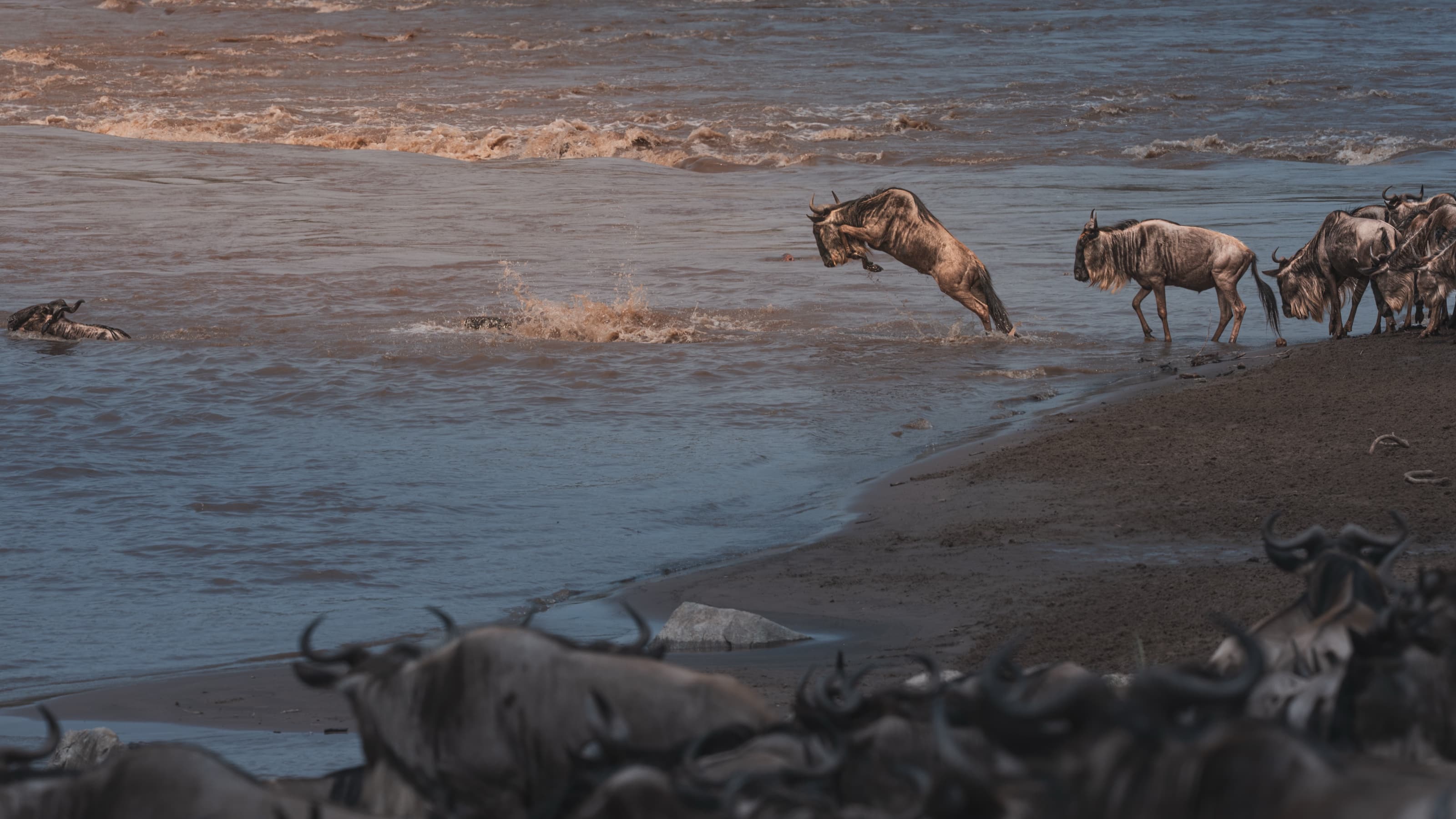A wildebeest caught in mid-air leaping off a low bank into a muddy river, spray beneath it, other wildebeest hesitating at the water's edge and a dense herd crowded in the foreground.