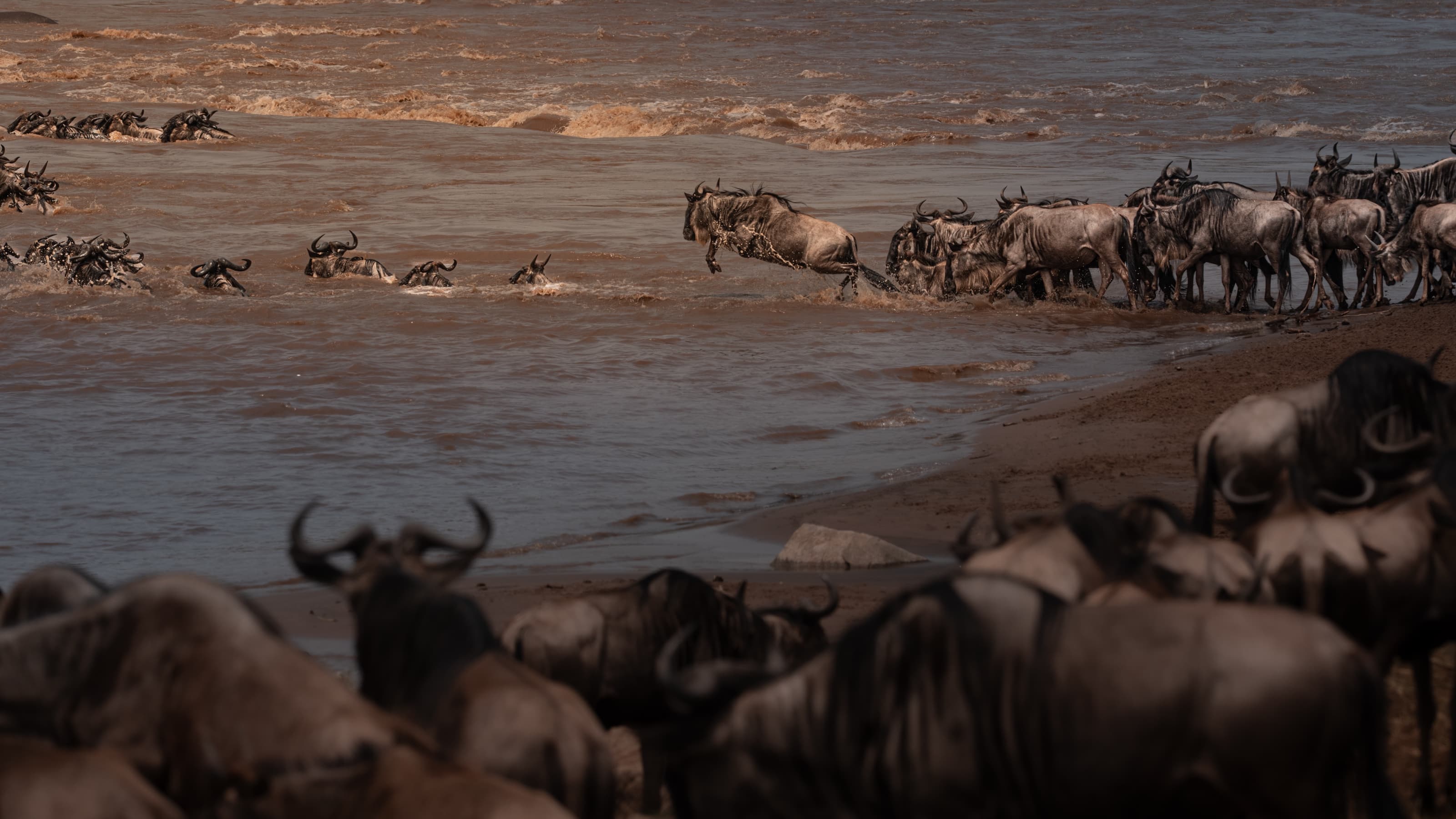 Wildebeest crossing a wide muddy river — a line strung across the current with heads above water, some climbing the far bank, a large soft herd on the near bank.