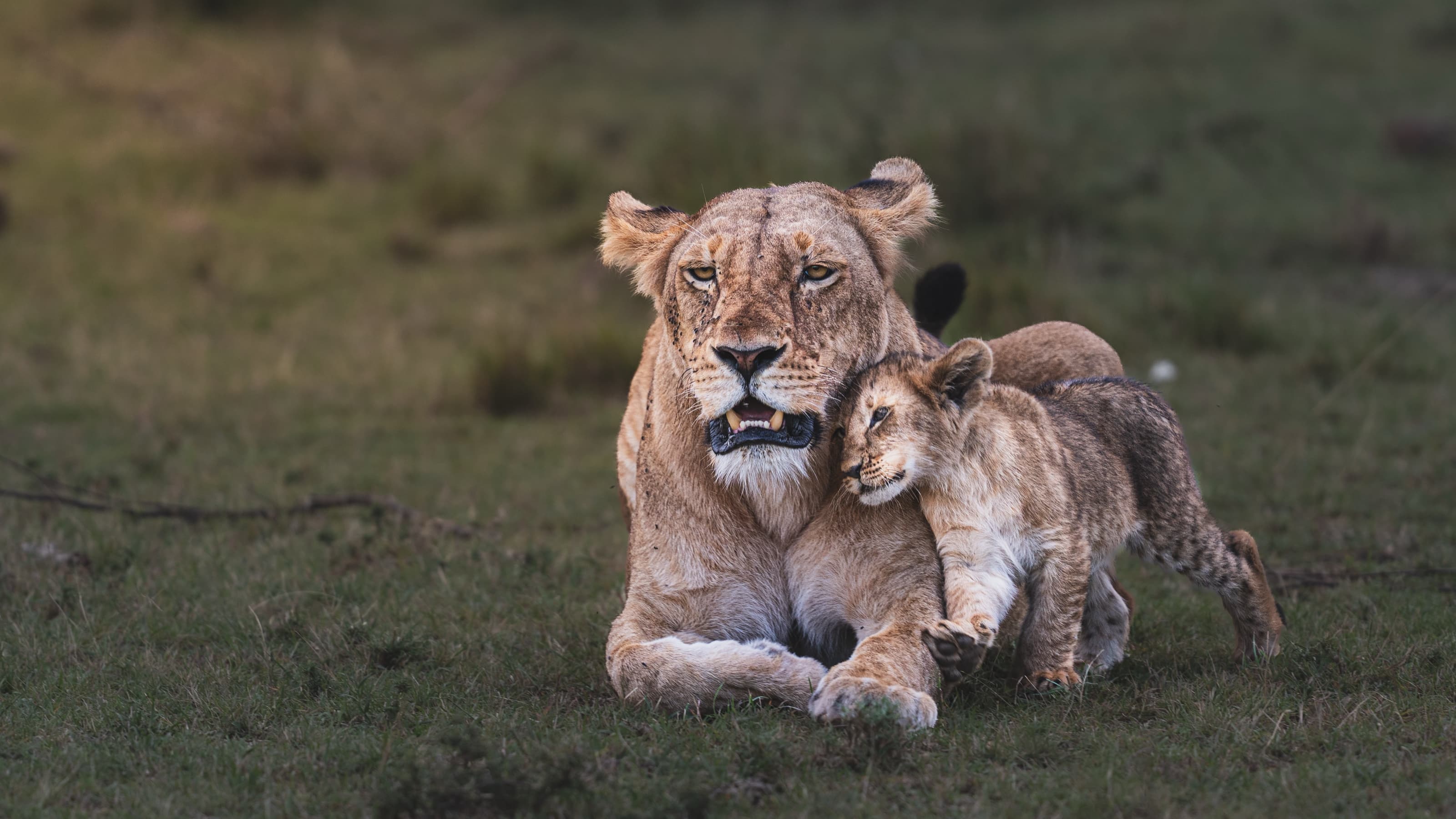 A lioness lying in short green grass, mouth slightly open, a small cub pressed cheek to cheek against her jaw with one paw raised.