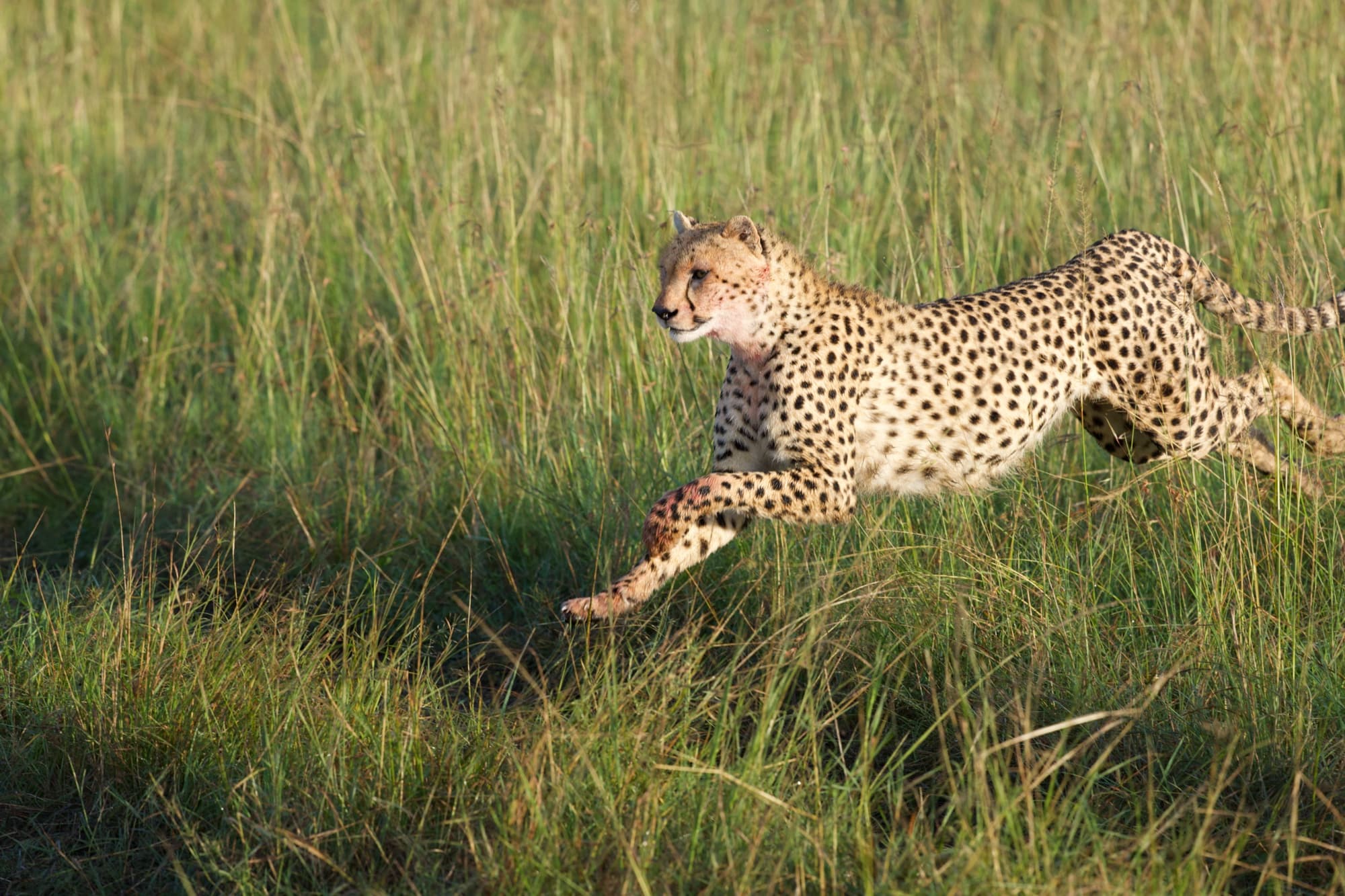 A single cheetah at full sprint through green grass during a hunt, body extended mid-stride.