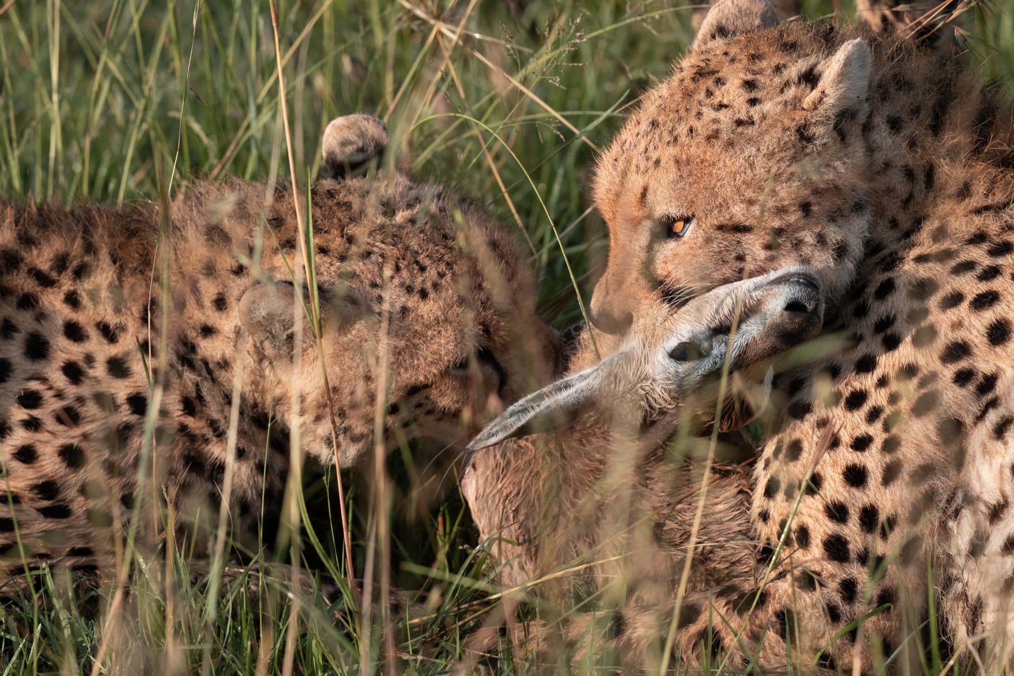 Two cheetahs at a fresh kill in long grass, one holding a small gazelle by the throat, the other close beside it.