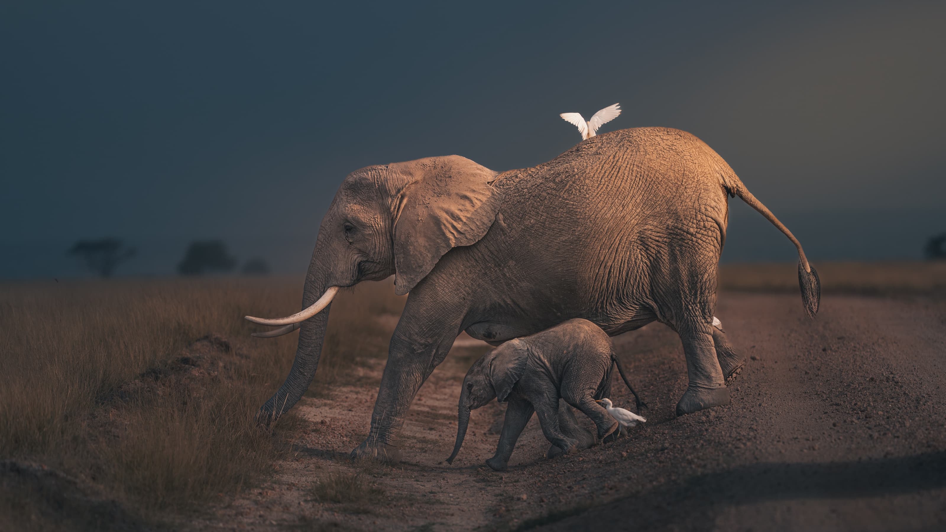 An adult elephant striding along an earth track with a very small calf close beneath it and two egrets nearby, warm low sunlight on the elephants against a dark blue storm sky.