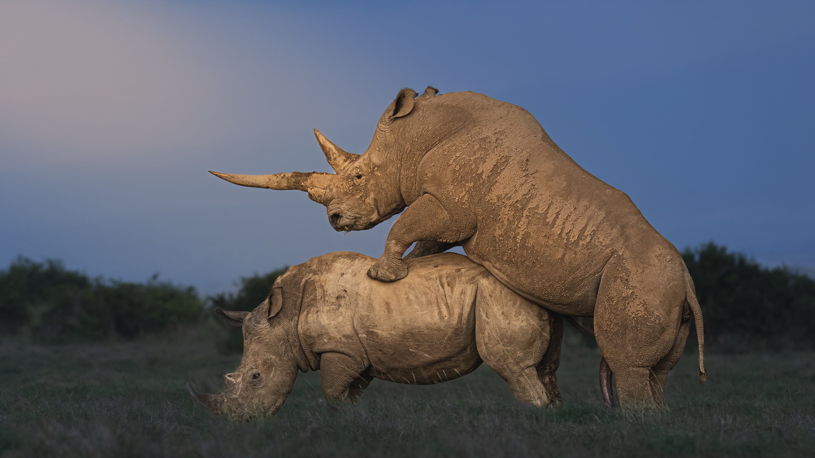Two white rhinos in side profile in open grassland at dusk, one mounted on the other, a long front horn prominent against a pale sky.