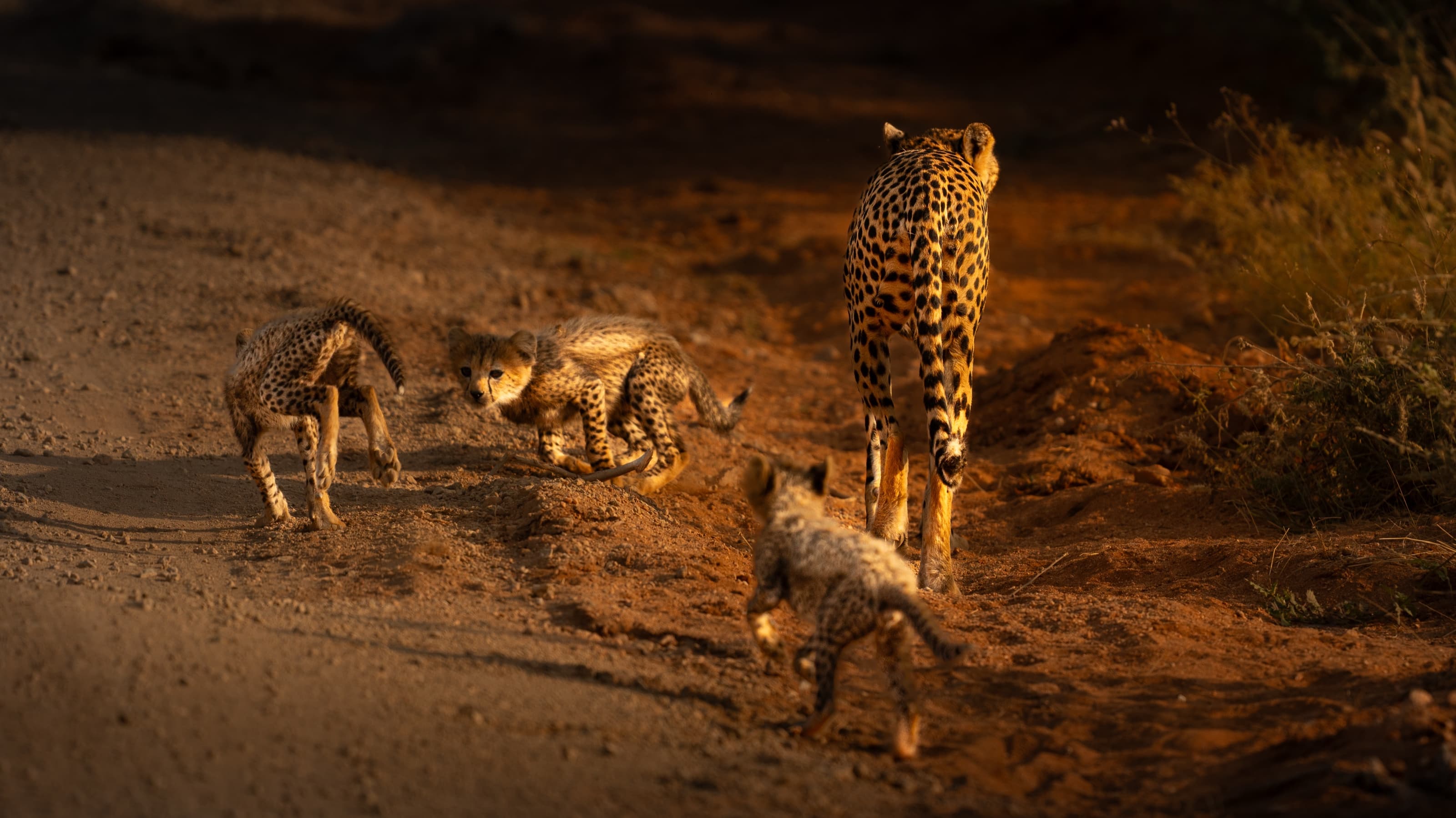 An adult cheetah walking away down a red-earth track at last light with three cubs following and tumbling behind it, long shadows across the ground.