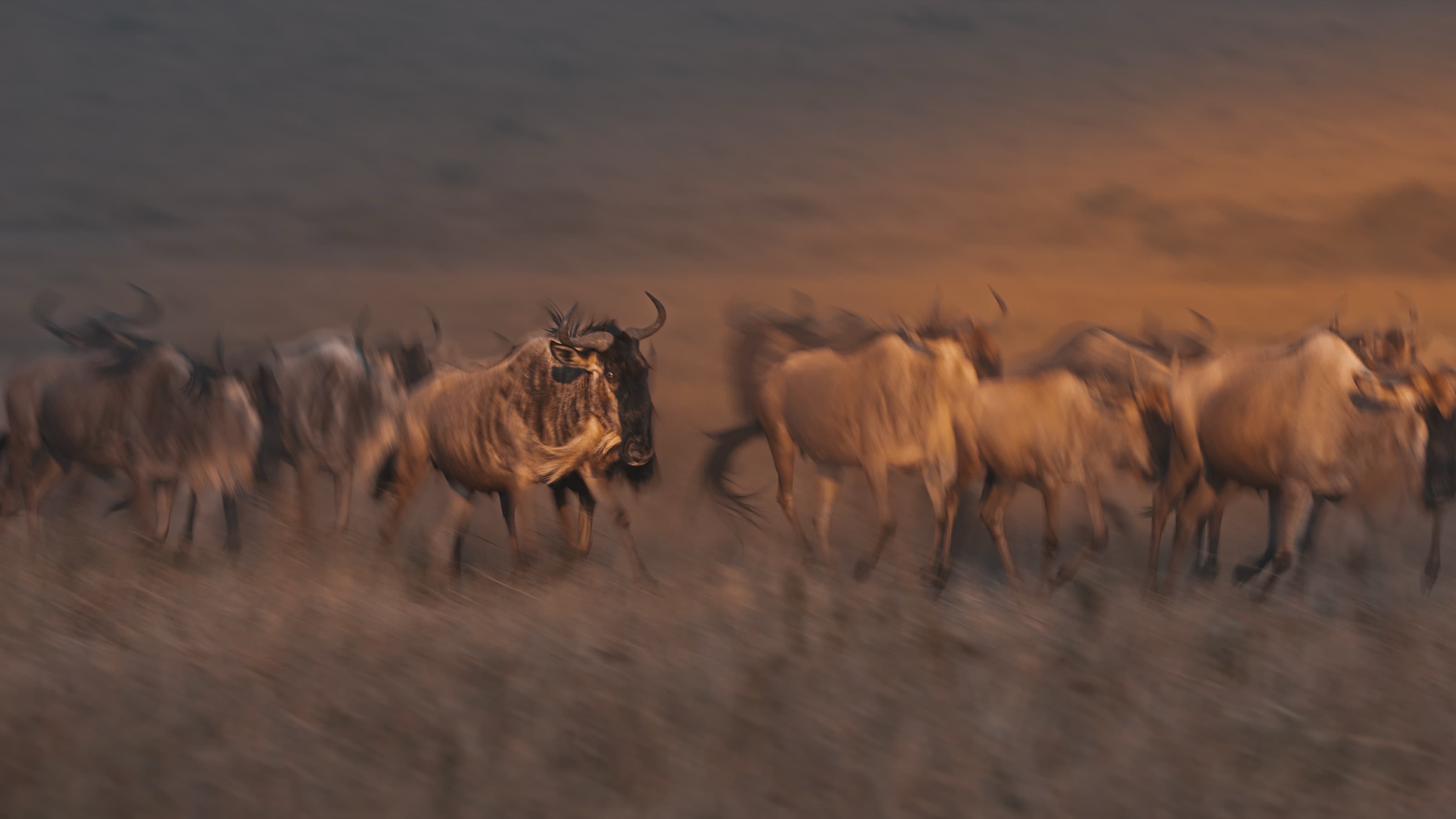 A group of wildebeest galloping through dry grass rendered as heavy motion blur in warm low light, one lifted head holding partial focus.