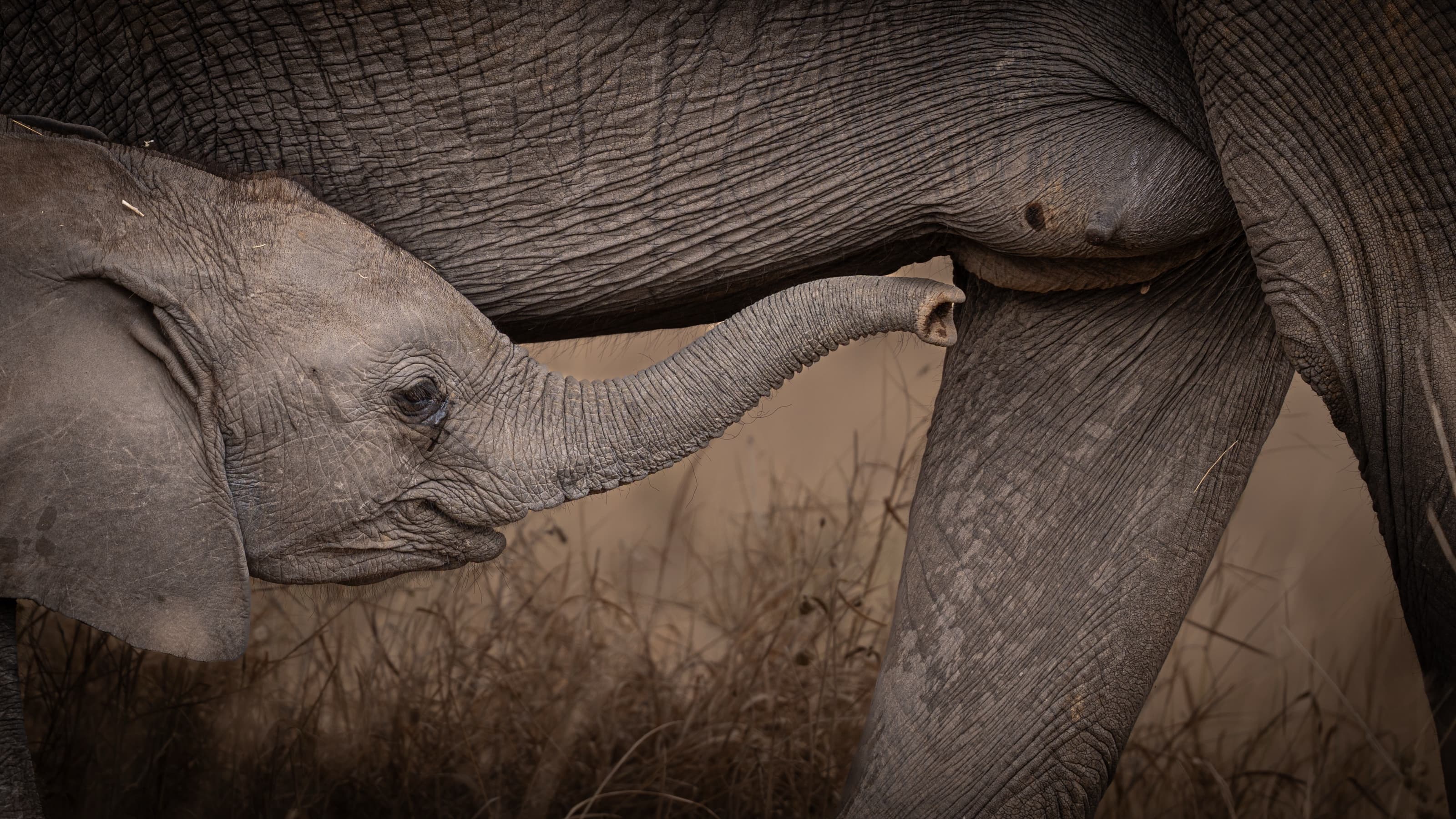 A young elephant calf reaching its trunk upward between the front legs of an adult elephant, dry golden grass behind, the adult's body filling the top of the frame.