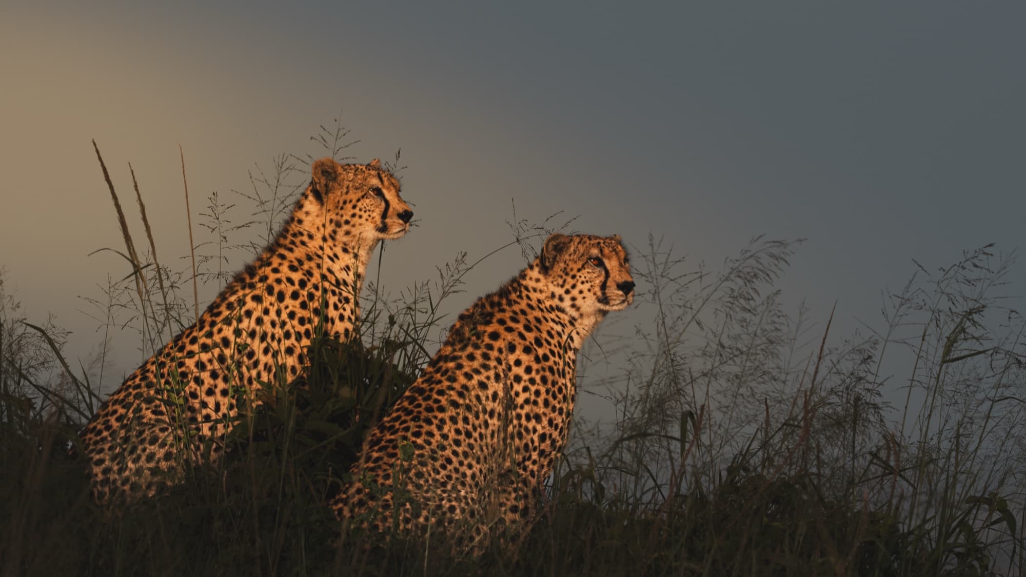 Two cheetahs sitting together on a low grassy mound at dawn, looking out over the plain in warm light.