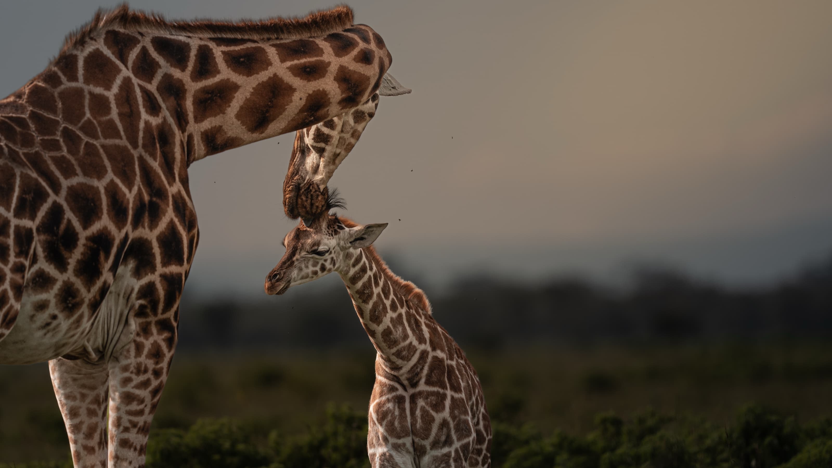 An adult giraffe bending its neck right down over a young giraffe's head and neck, low green scrub and soft distant hills behind.