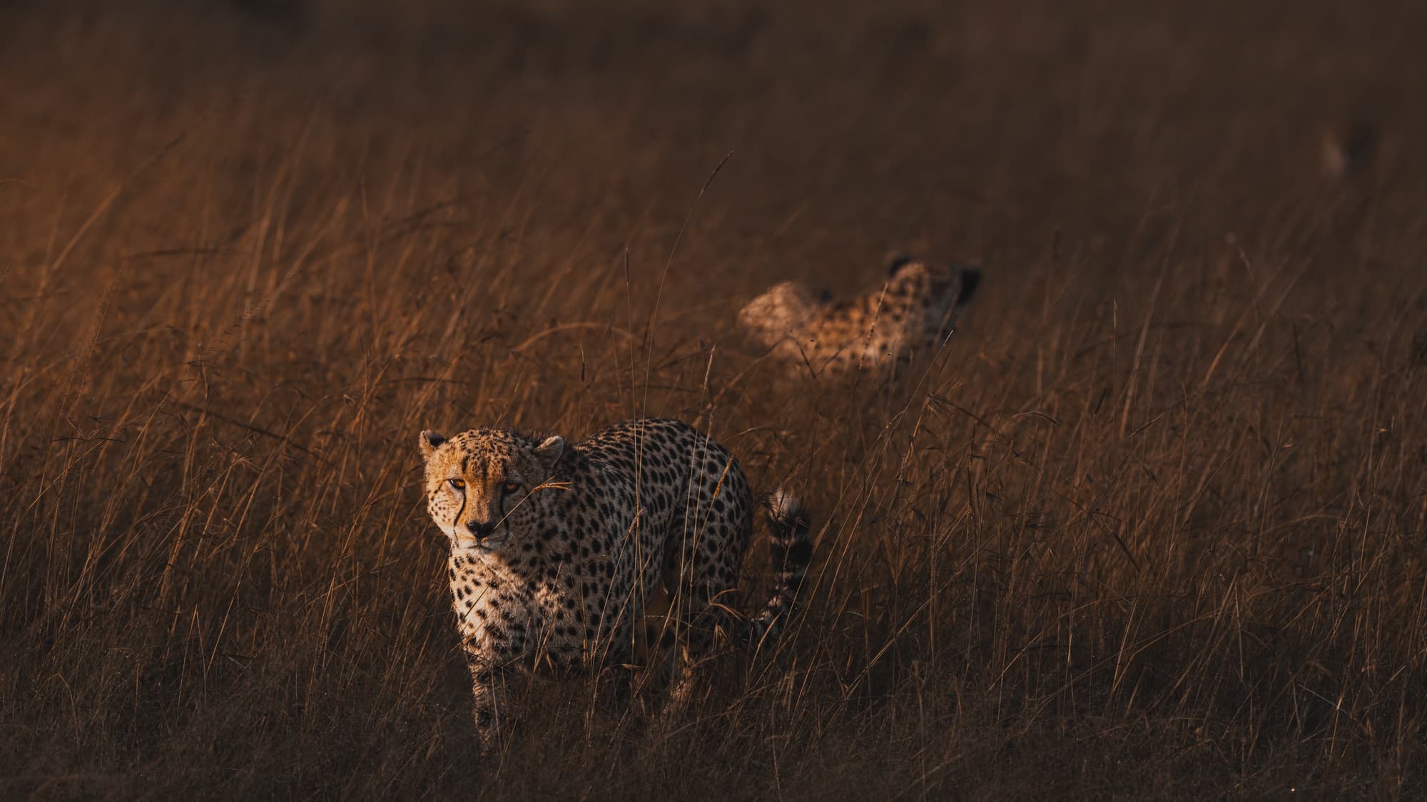 Two cheetahs walking together through tall dry grass in low morning light.