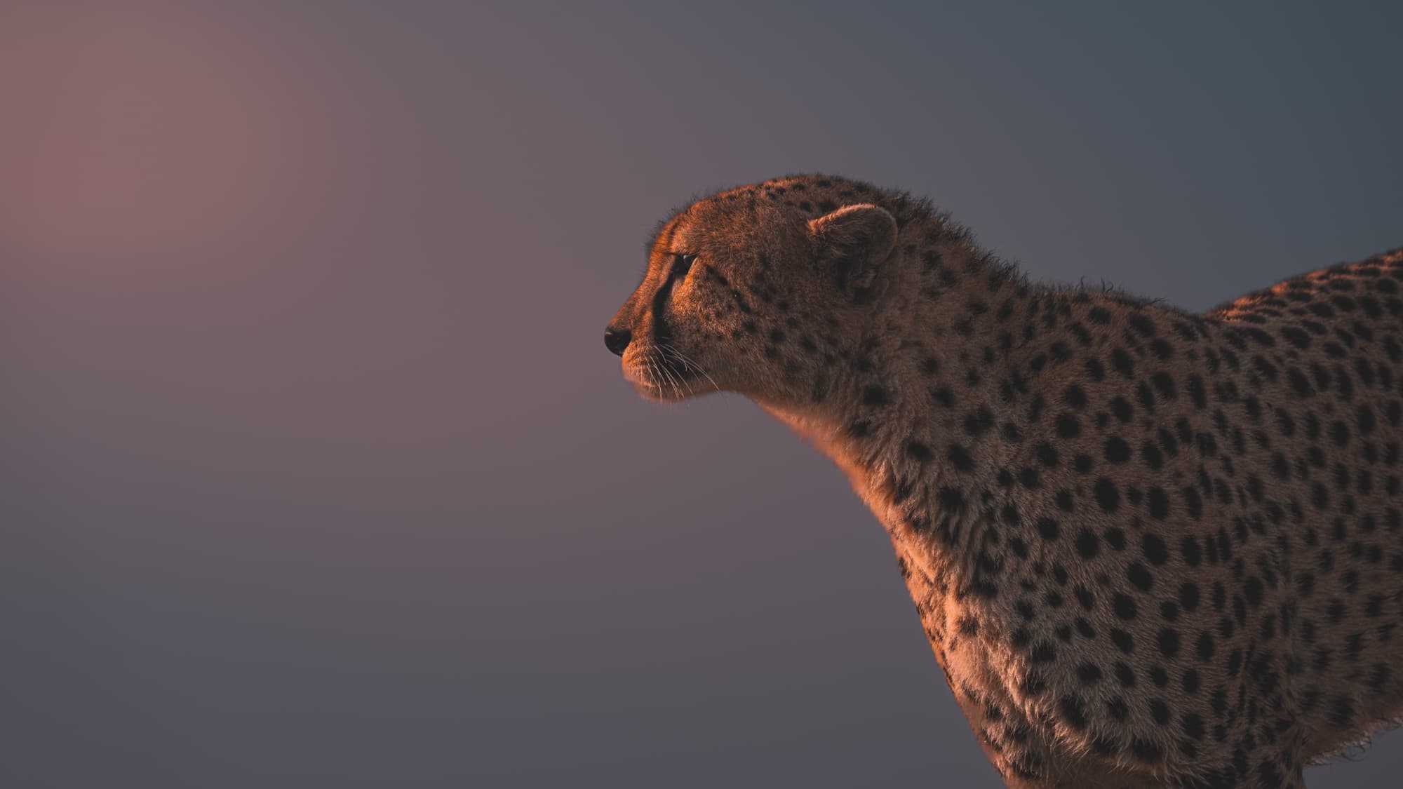 A single cheetah in side profile, head and shoulders, against a soft pink dawn sky.