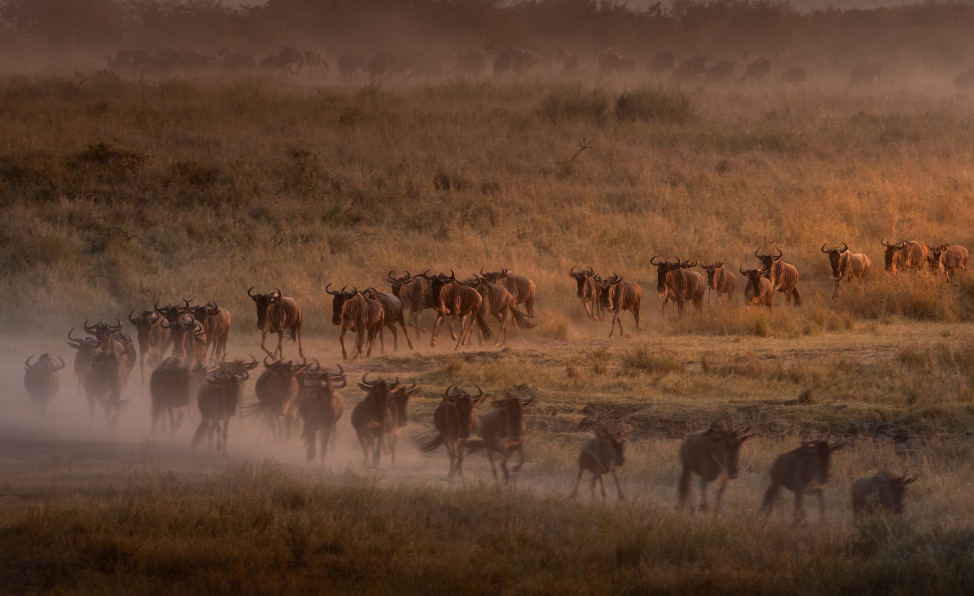 A broken line of wildebeest trotting through low golden grass in heavy backlit dust, more animals faint on a ridge behind.