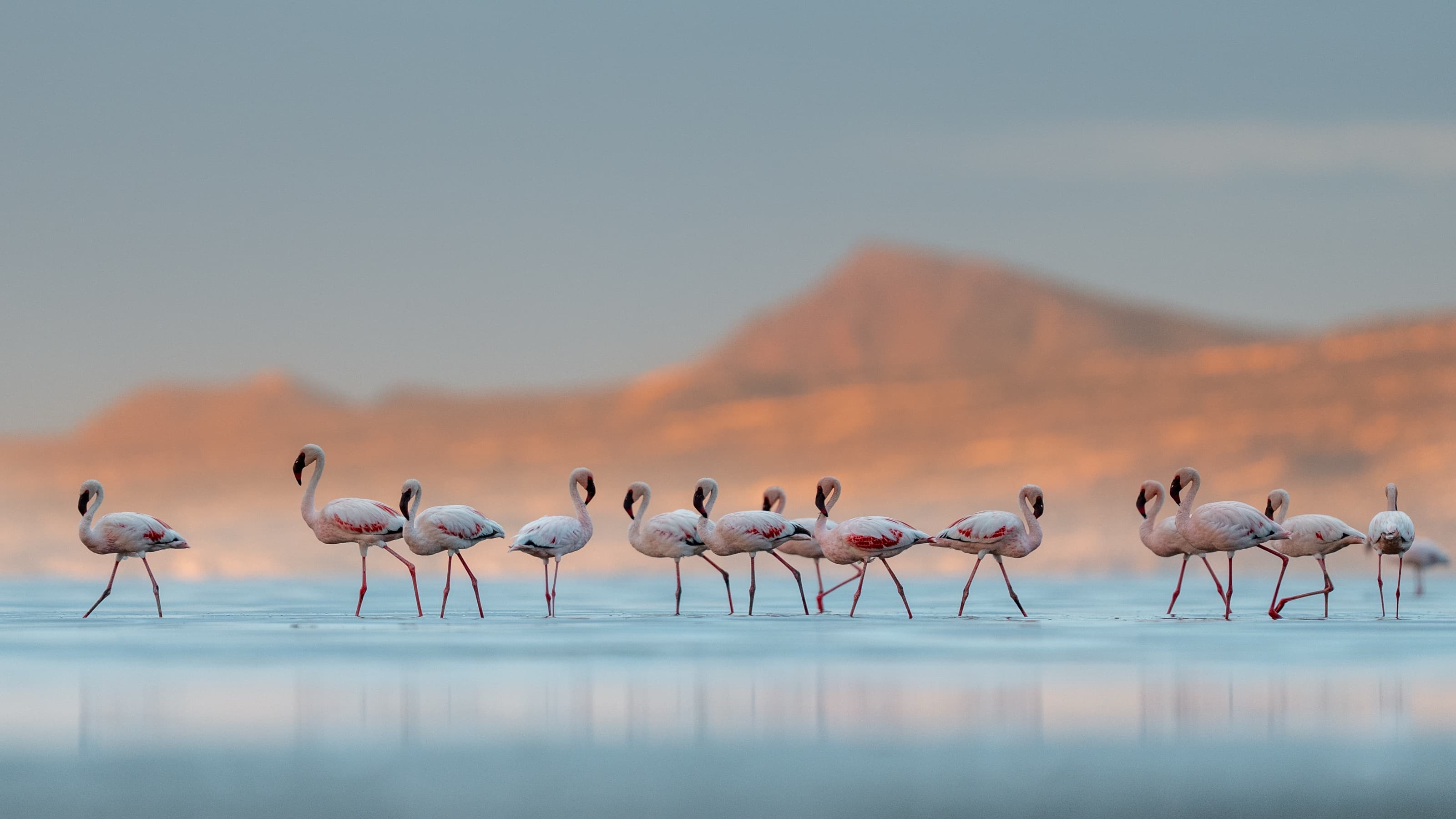 A loose single-file line of flamingos wading through pale shallow water at low light, a sunlit ridge behind and reflections below.