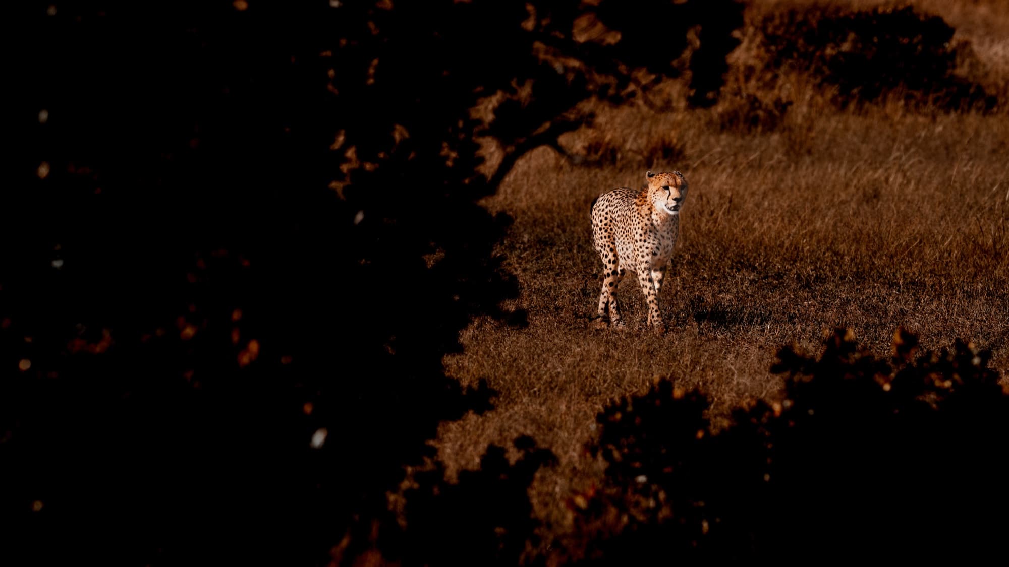 A cheetah walking through open grassland in warm low light, seen through a gap in dark foreground foliage.