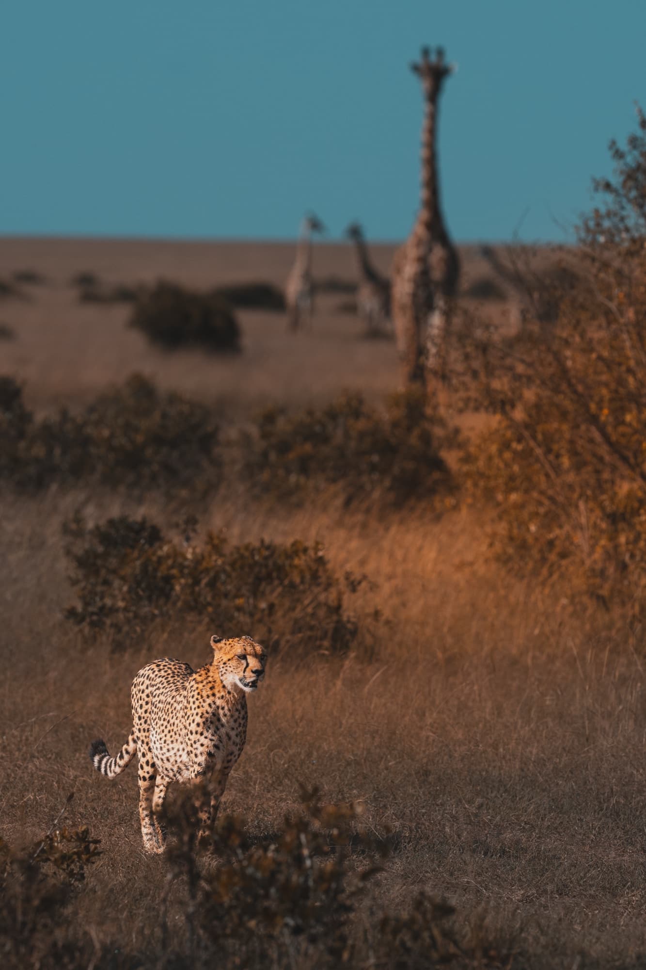 A cheetah walking through low scrub in a vertical frame, two giraffes on the skyline behind under a blue sky.