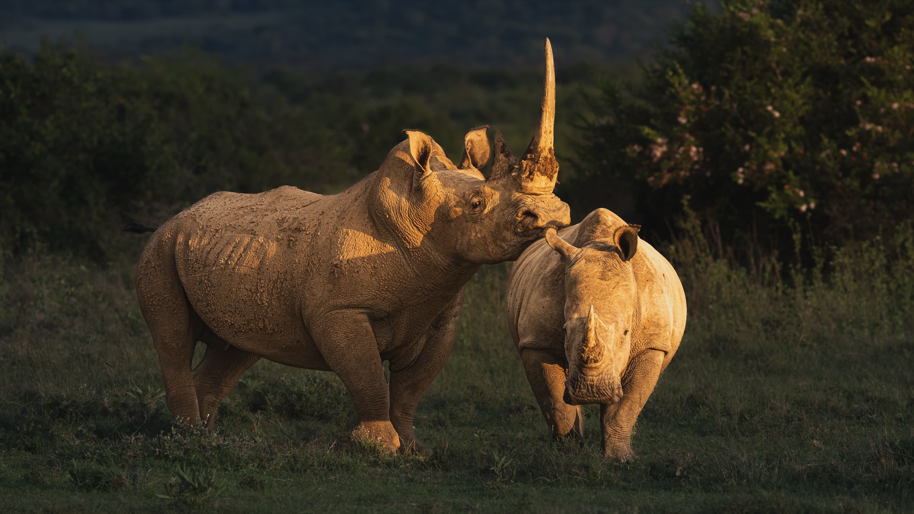 A black rhino and a white rhino standing face to face in grassland at golden light, their heads and horns almost touching, dense green bush behind.
