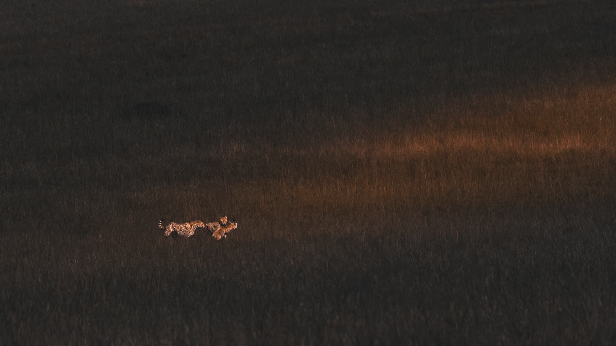Two cheetahs running low across dark grassland after prey in the distance.