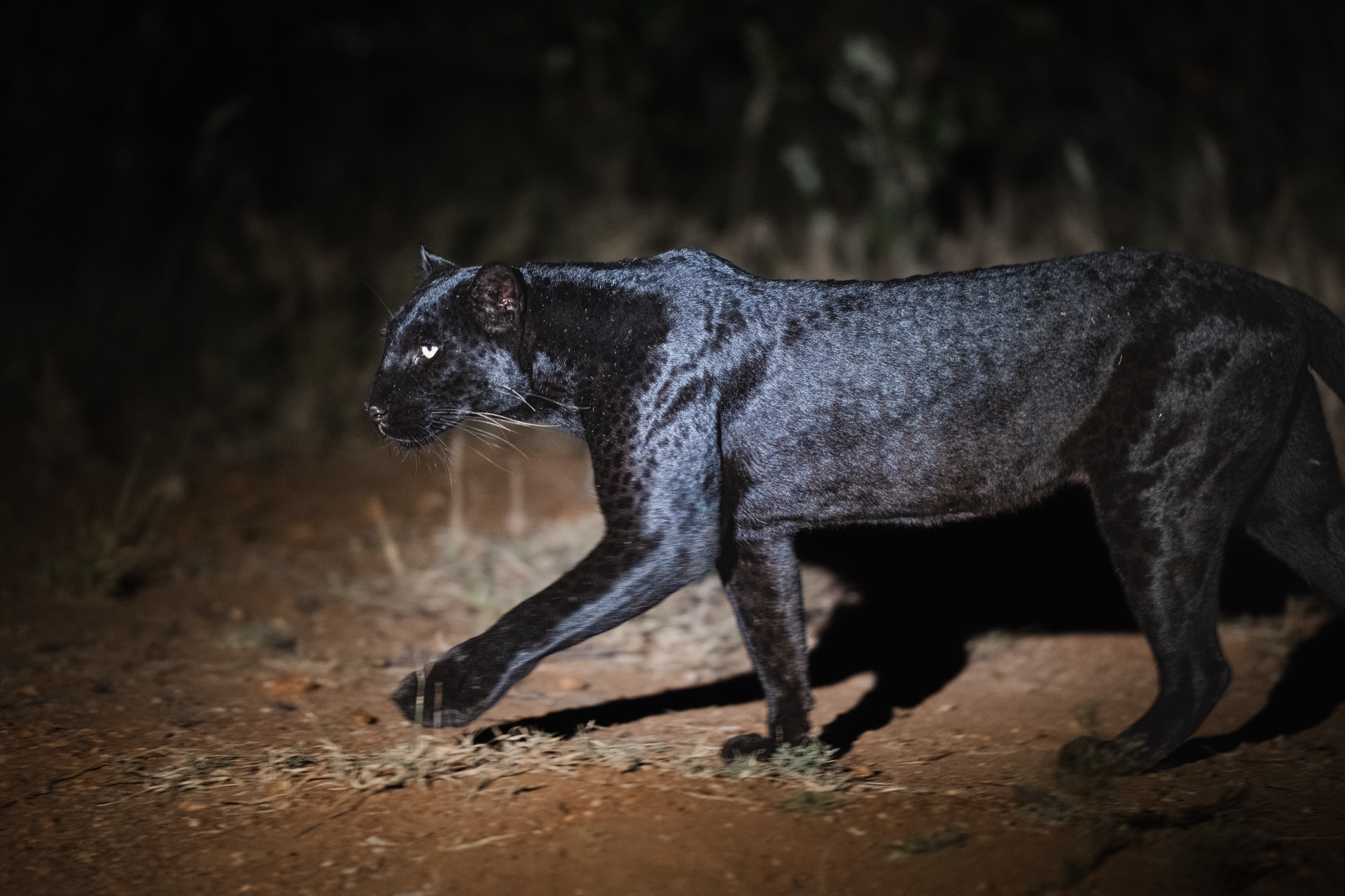 A melanistic black leopard walking in profile at night on a bare earth track, lit by a spotlight, faint rosettes just visible in the dark coat and one eye reflecting green.