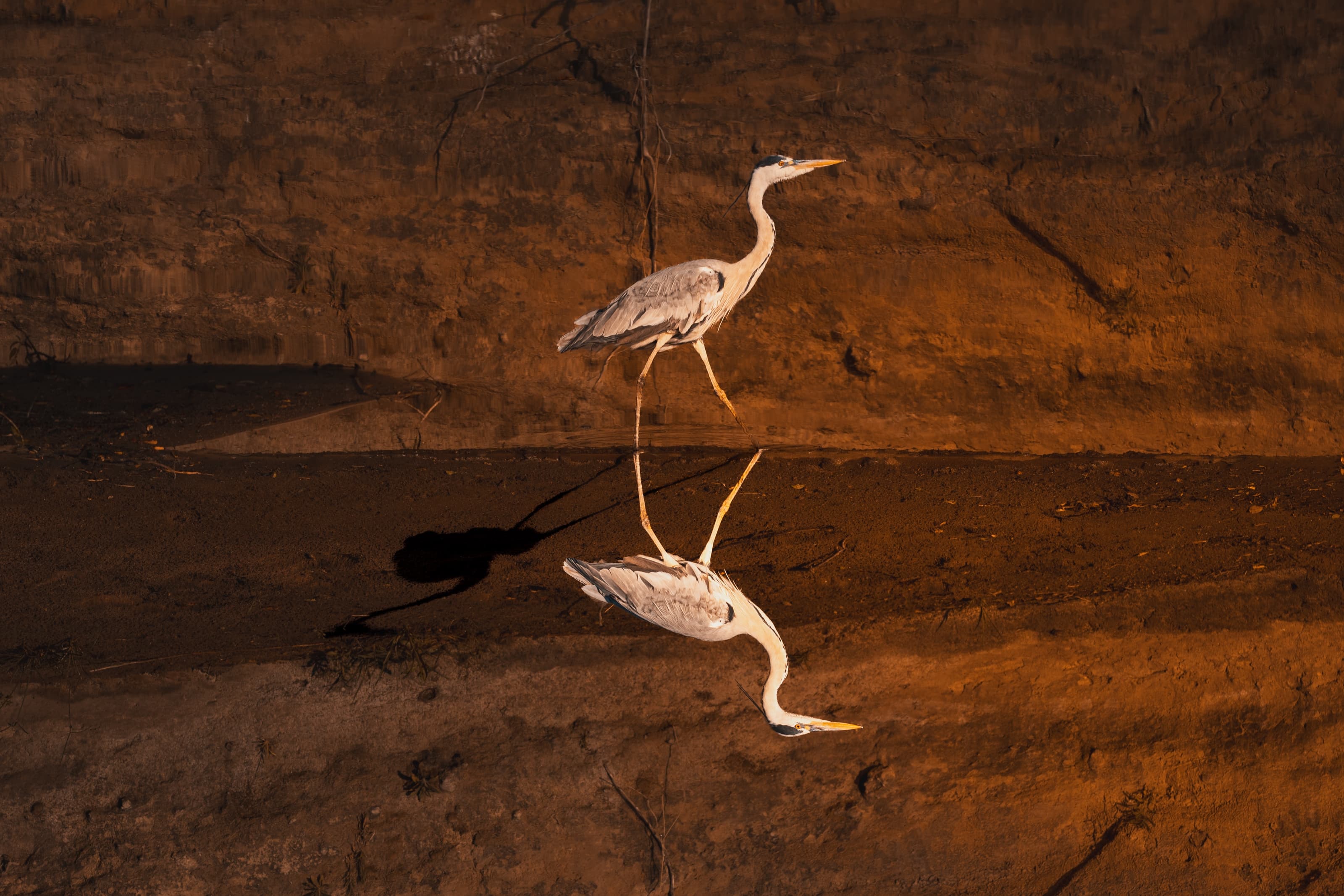 A grey heron walking along the base of a tall, warm-lit eroded river bank at the waterline, with a near-perfect mirror reflection in the dark still water.