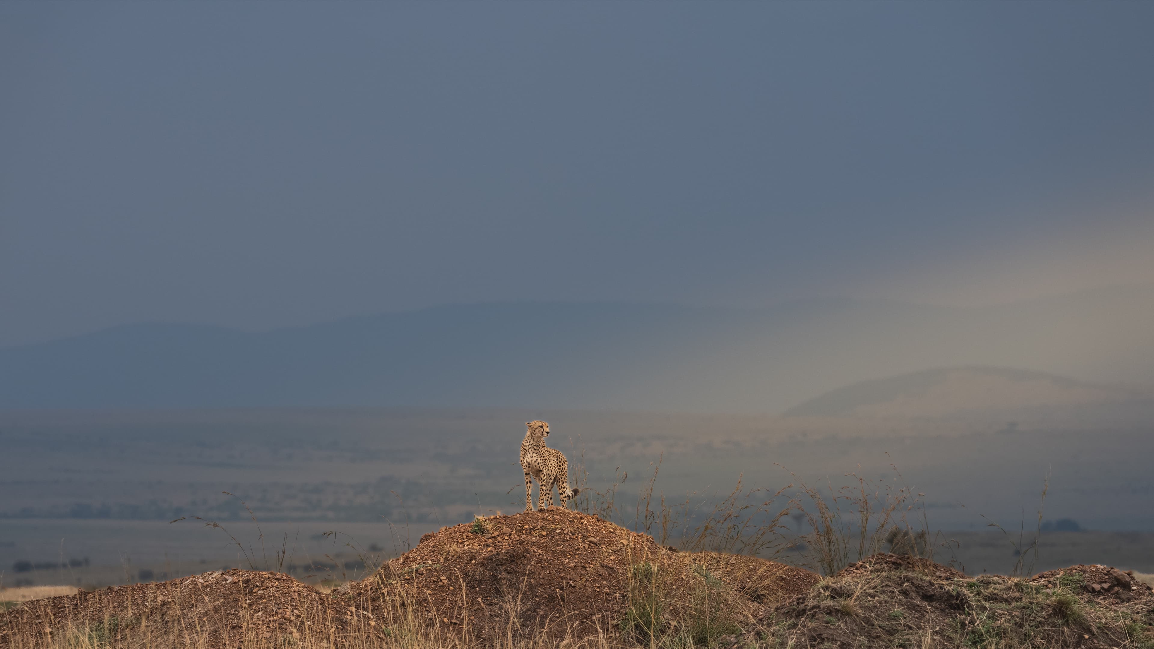 A cheetah standing on a raised earth mound with dry grass, small against a wide hazy sky over open plains.