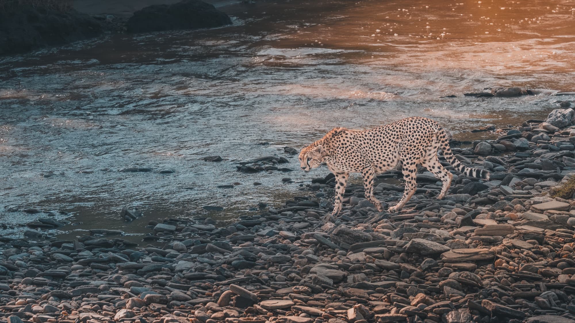 A cheetah walking along a stony river shore beside fast-flowing brown water in warm light.