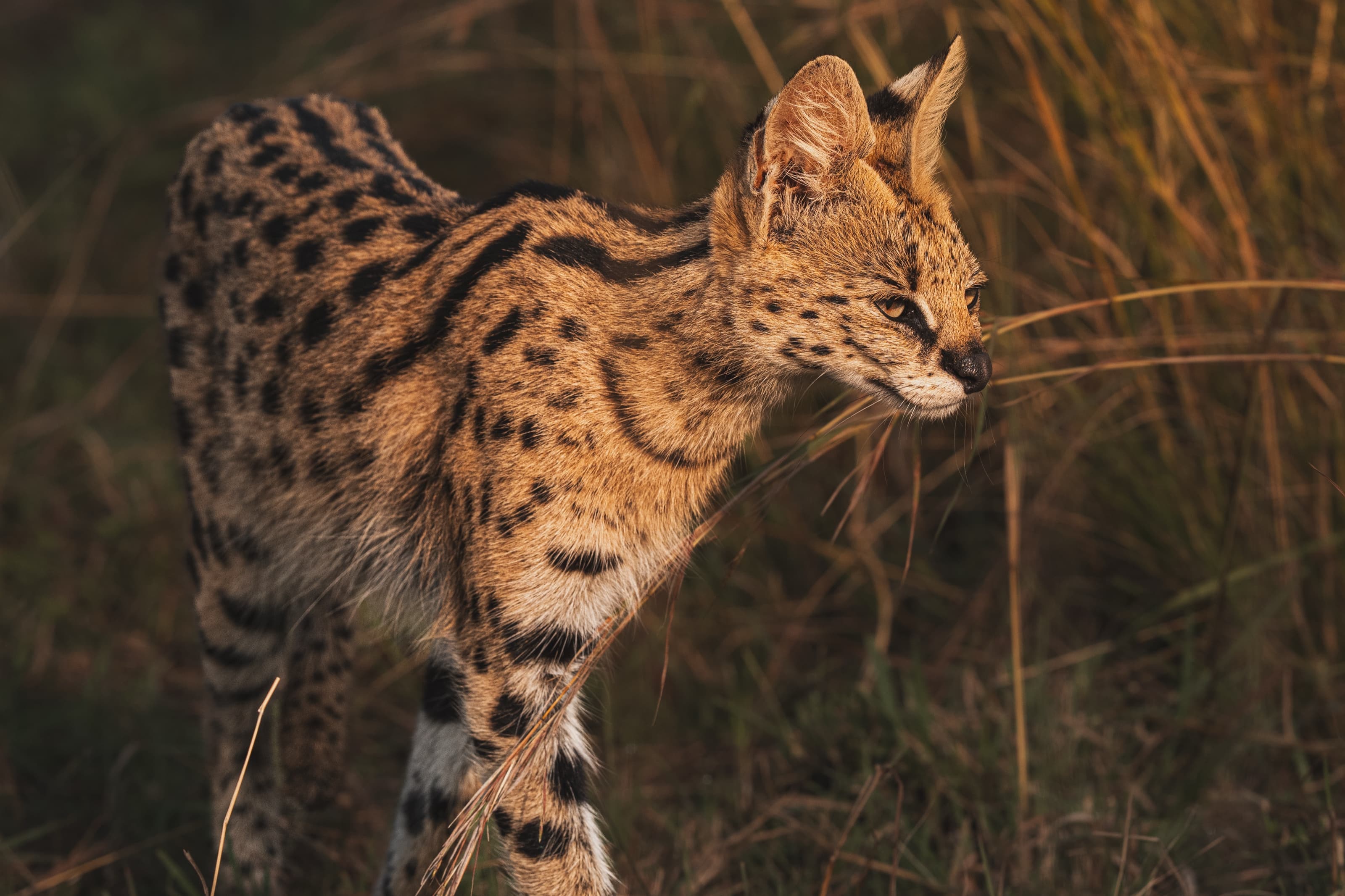 A serval standing in dry grass at golden hour, body low and tense, its large ears and head turned sharply to the side.