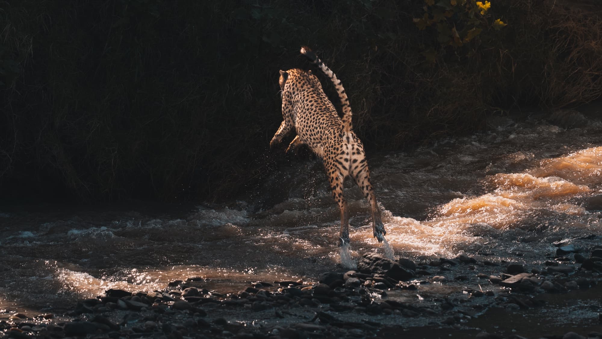 A cheetah caught in mid-air leaping across a stretch of rushing river, water breaking beneath it and backlit spray around its feet.