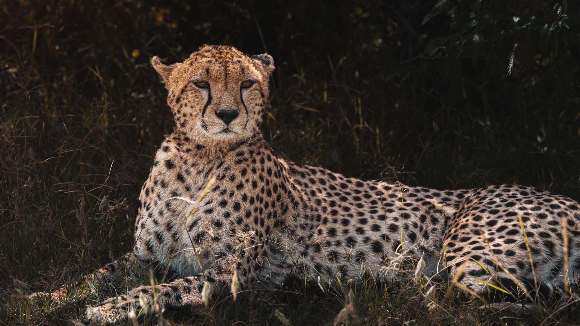 A cheetah lying in grass in shade, head raised and turned near-frontally toward the camera, the dark tear-mark lines on its face clearly visible.